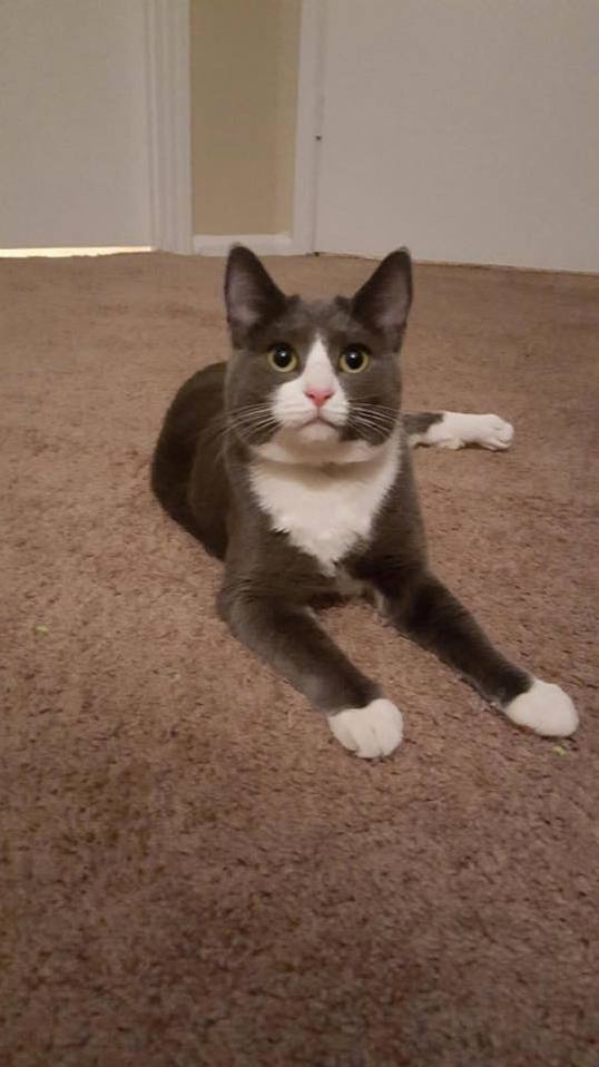 Rescued This Little Lady from Animal Control Today. Her Name Is Kasumi
