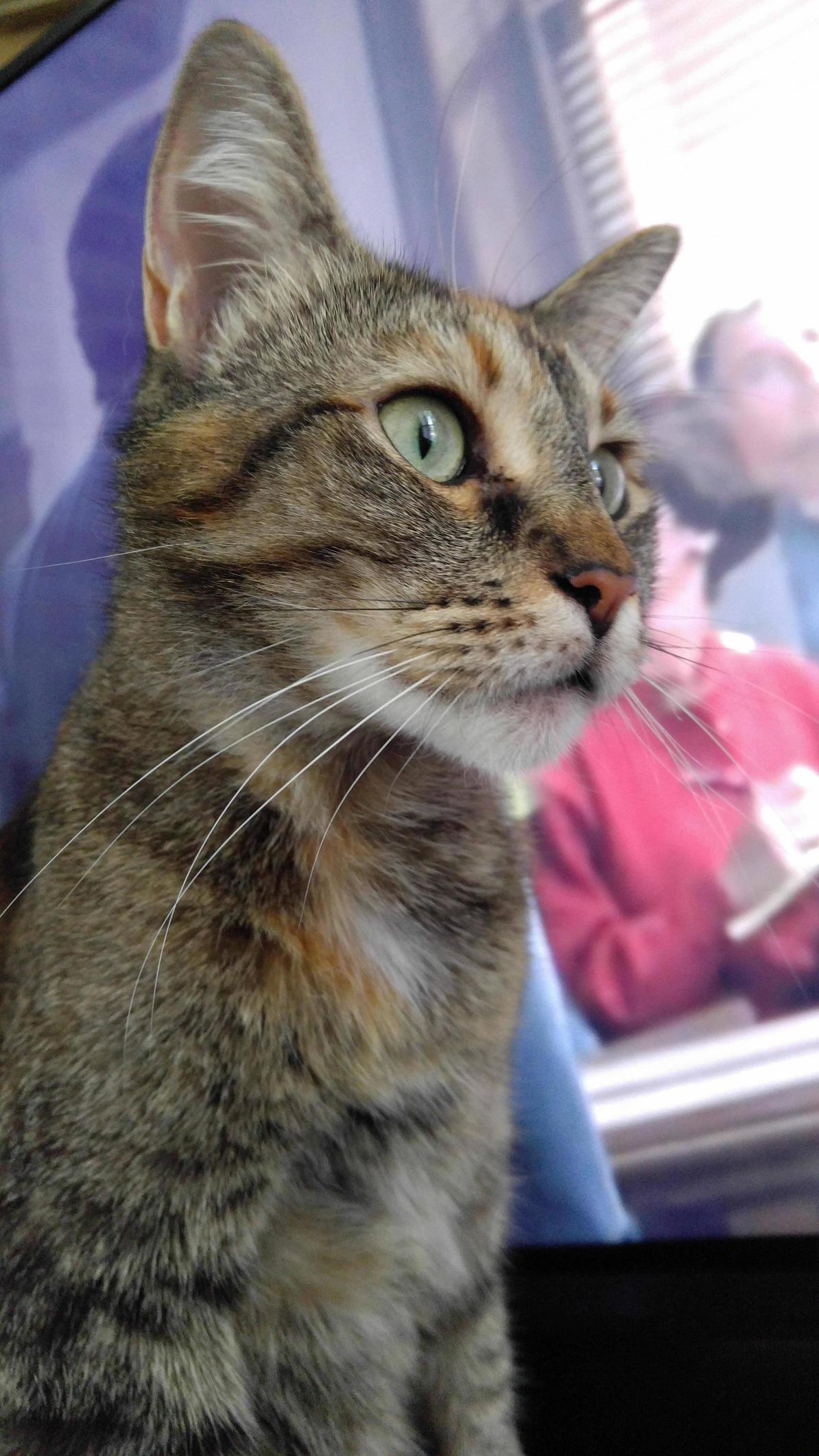 Rip Lily. She Was Killed by a Coyote Last Night. My Heart Is Broken.