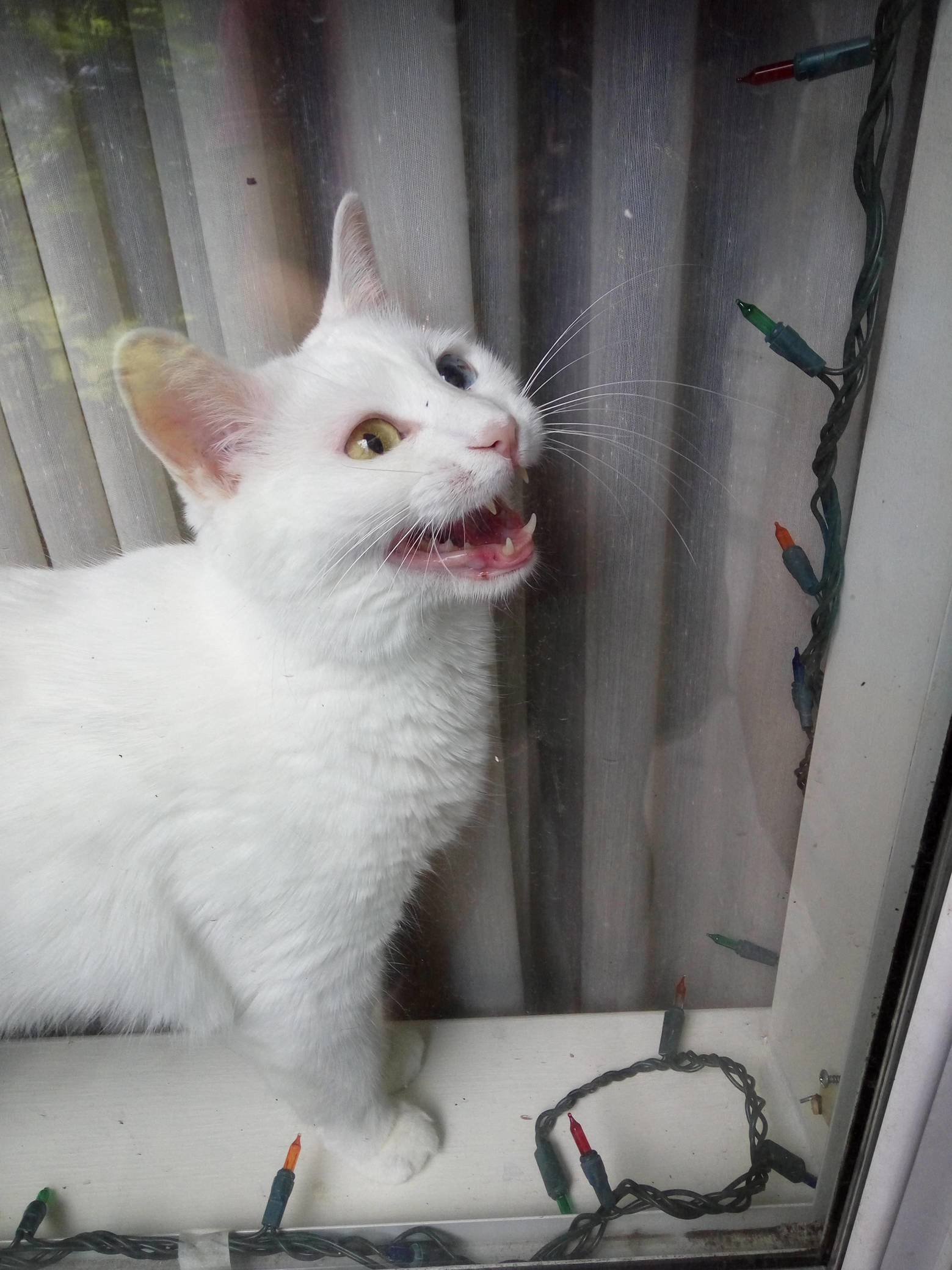 Roar