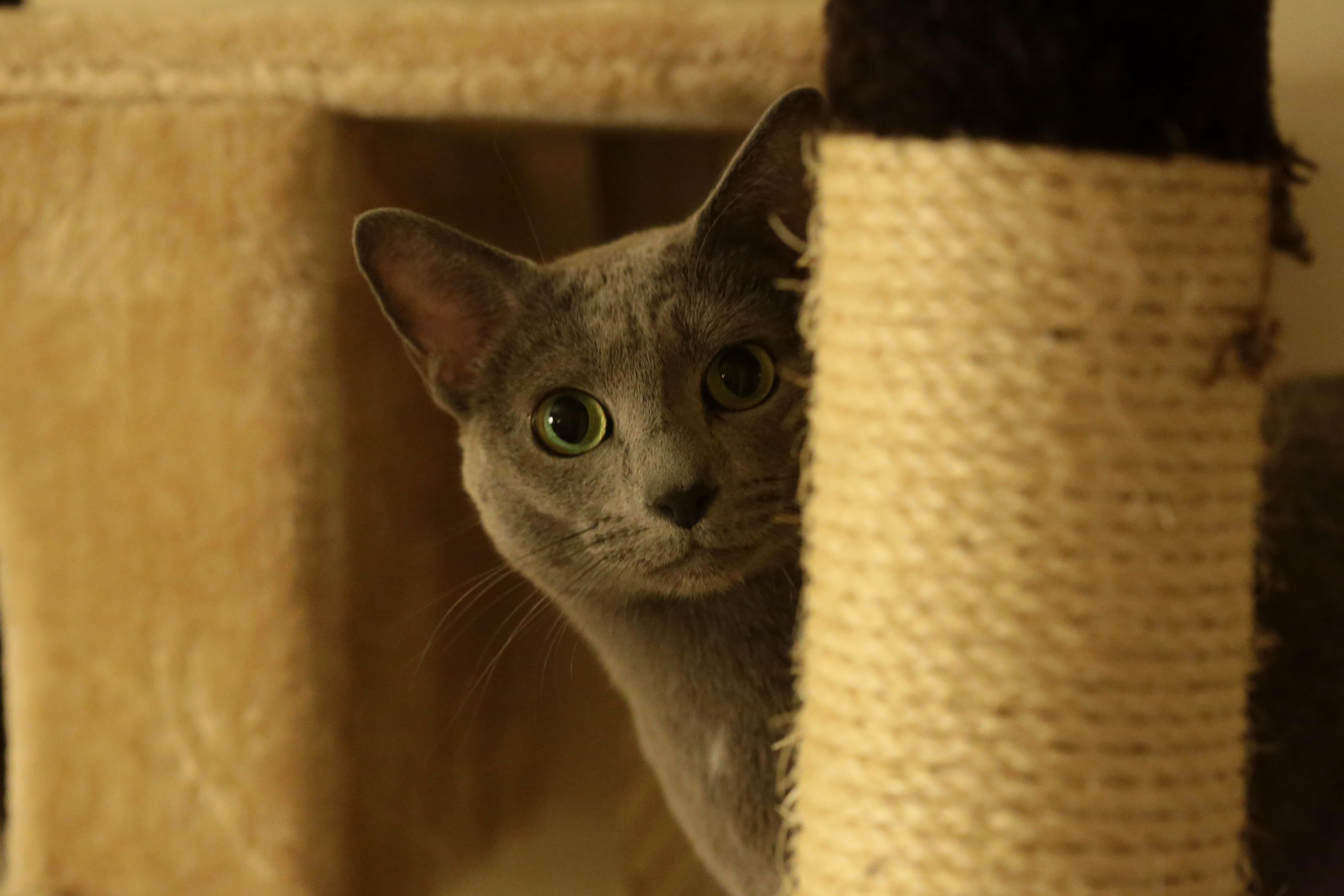Romeo Playing Hide and Seek with Me