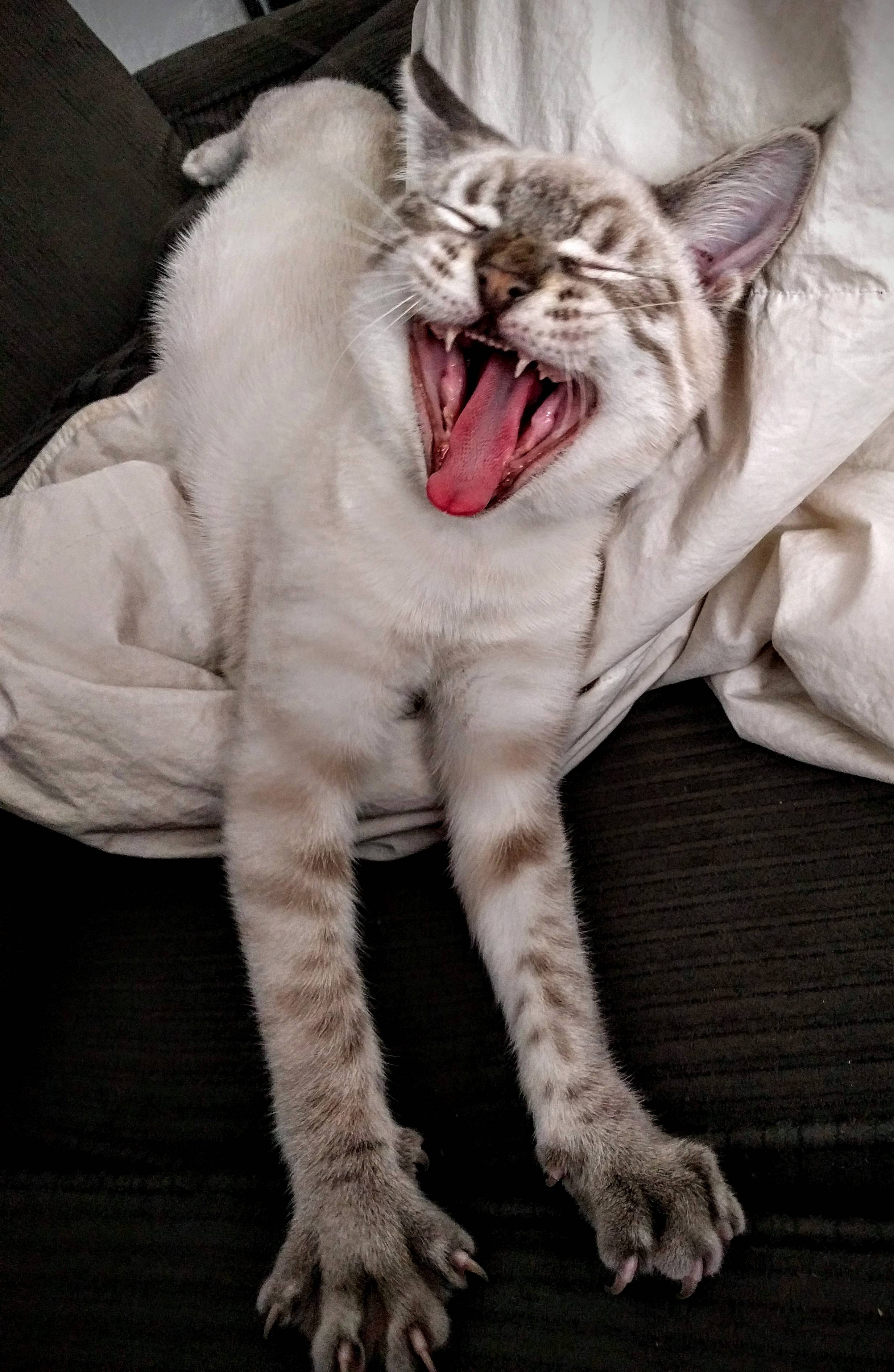 Rooooaaaarrrr