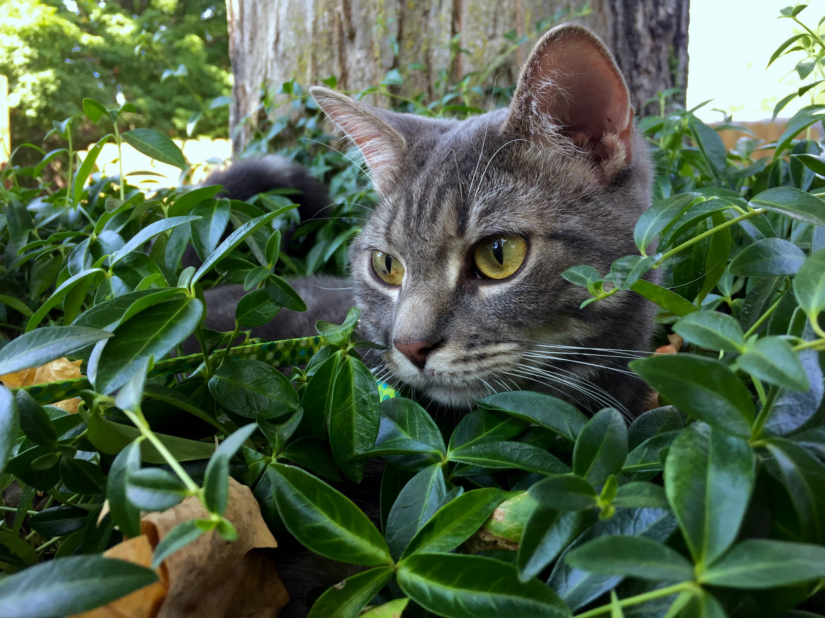 Rubin Loves Going Outside