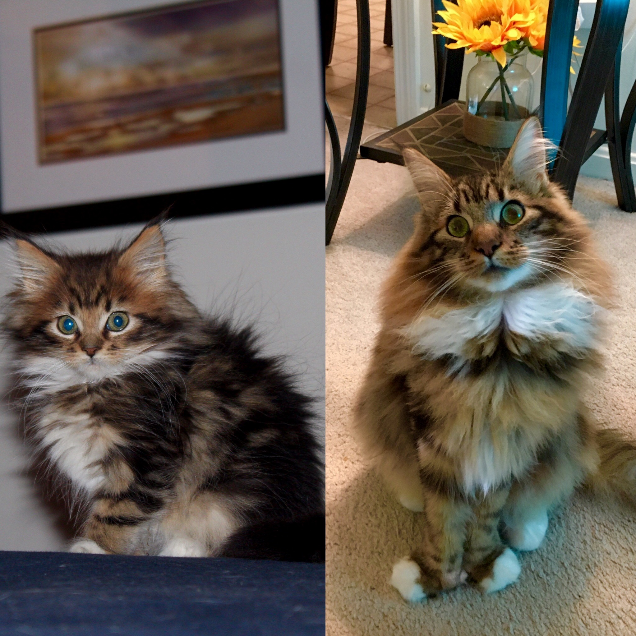 Ruckusthecooncat Instagram at 10 Months. Crazy How Fast They Grow Up.