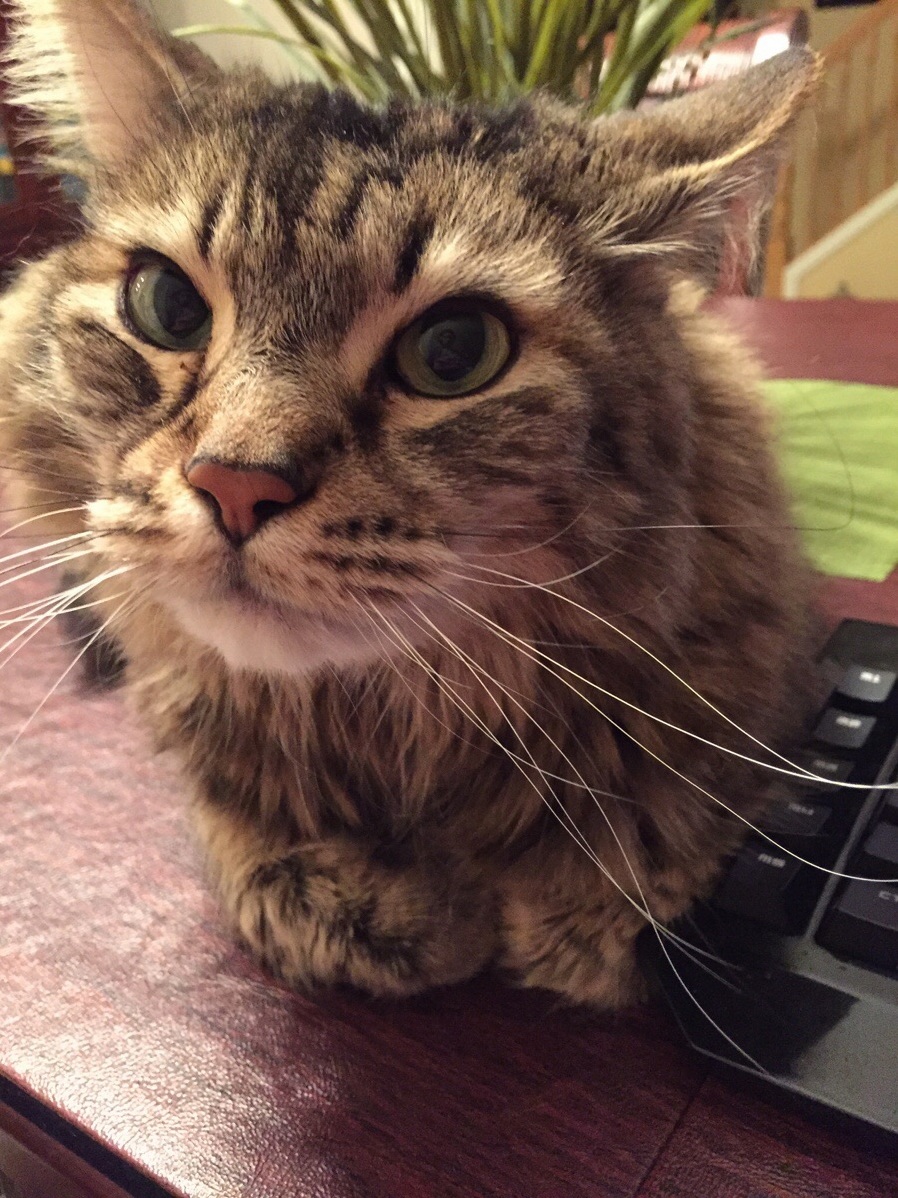 Said Goodbye to My Partner in Crime of 12 Years. Sleep Well Bam.
