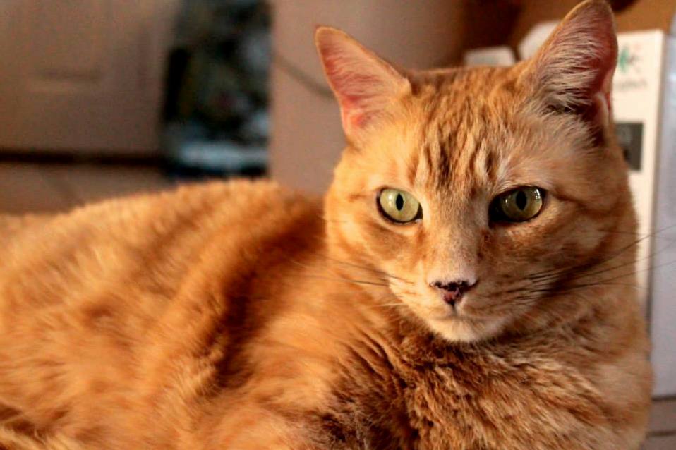 Said Goodbye to Our Sweet Quirky One-of-a-kind Cat Dash Tonight.