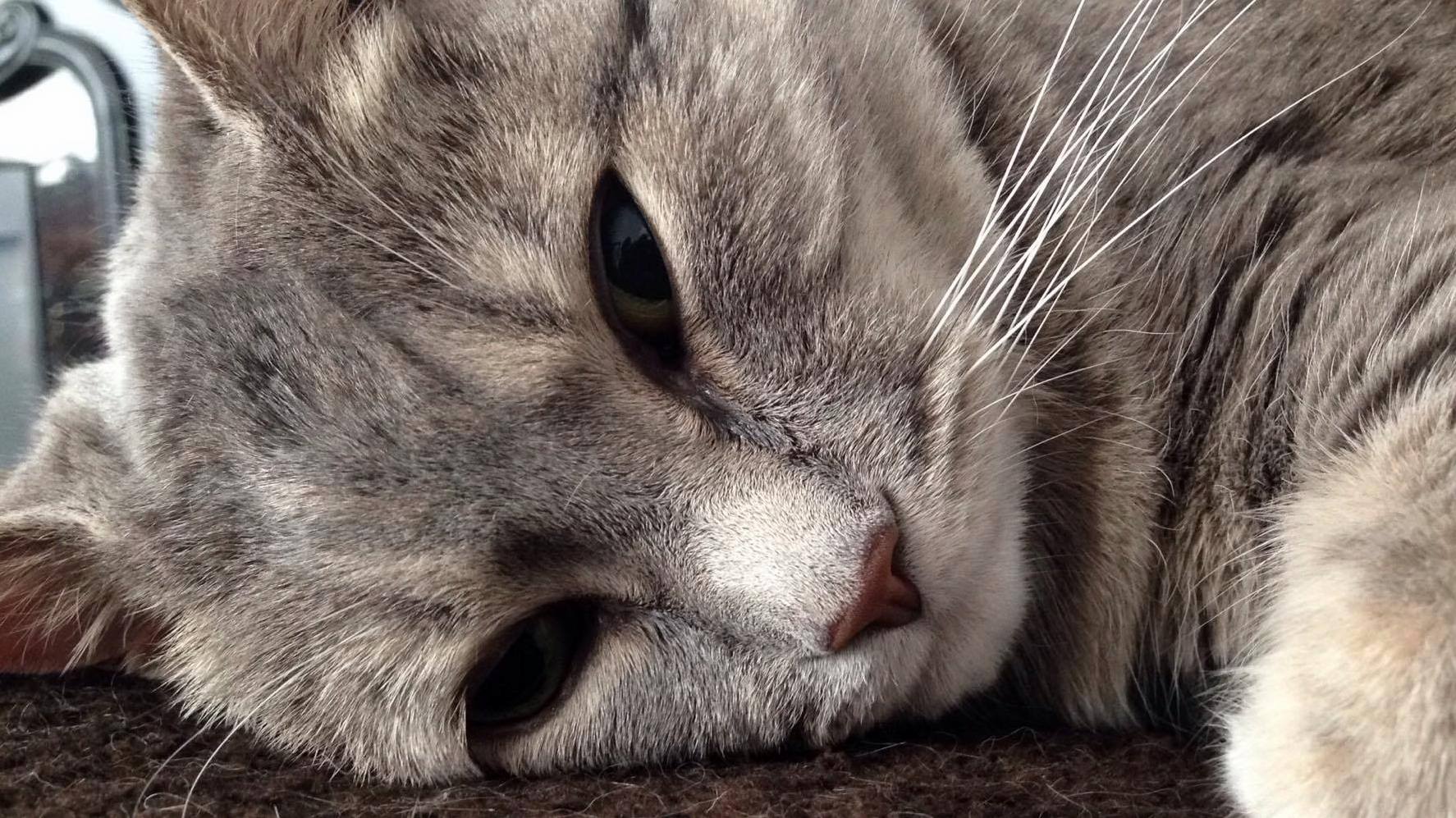 Sammy the Blind Cat - Taking Her Afternoon Nap