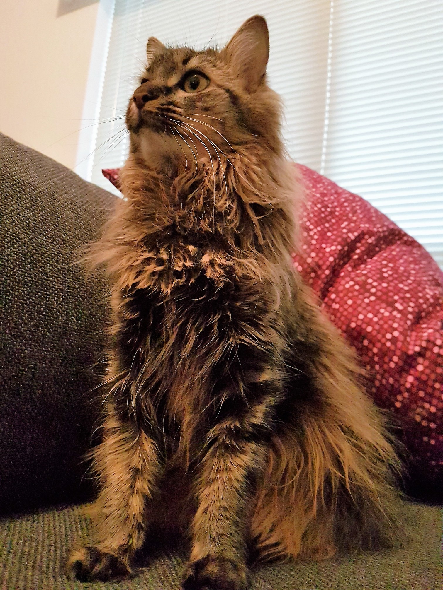 Savannah Was Being Extra Majestic Today and Just a Little Bit Floofy