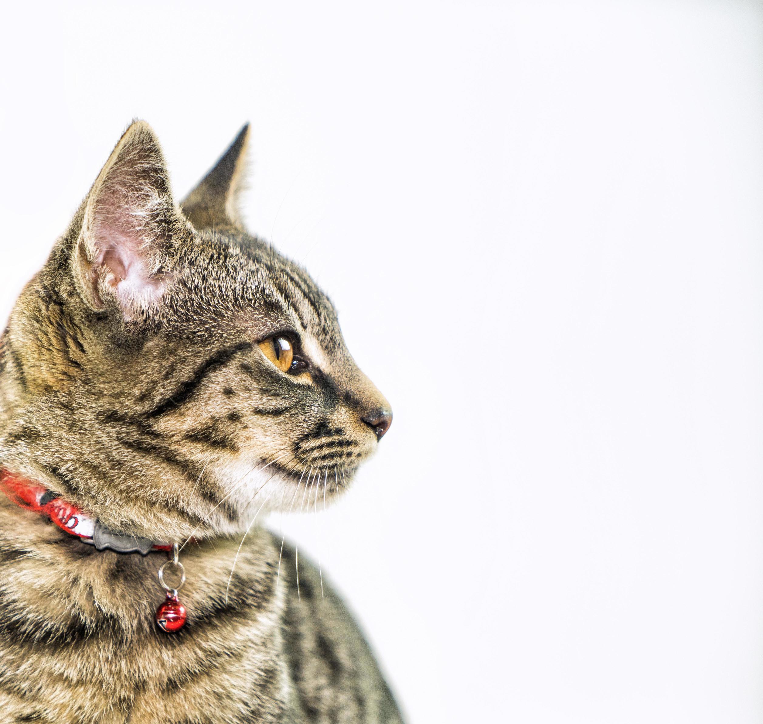 Say Hi to Freyja - Our Gorgeous Tabby