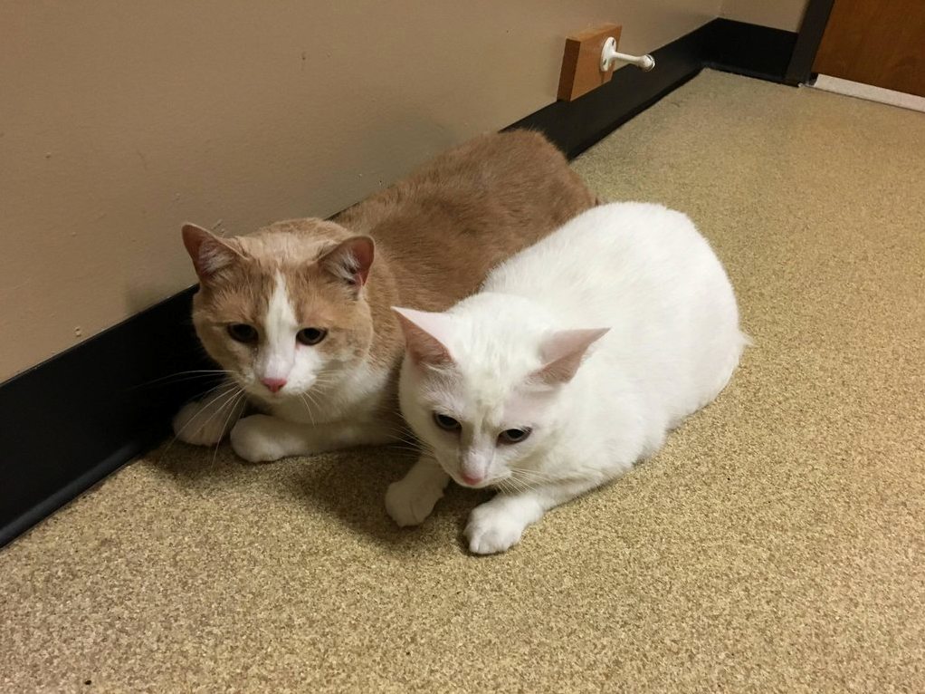 Scared at the Vet