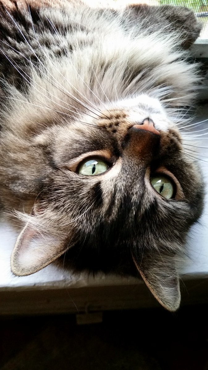 Scraps Can Be Very Lovely When She Wants to Be.