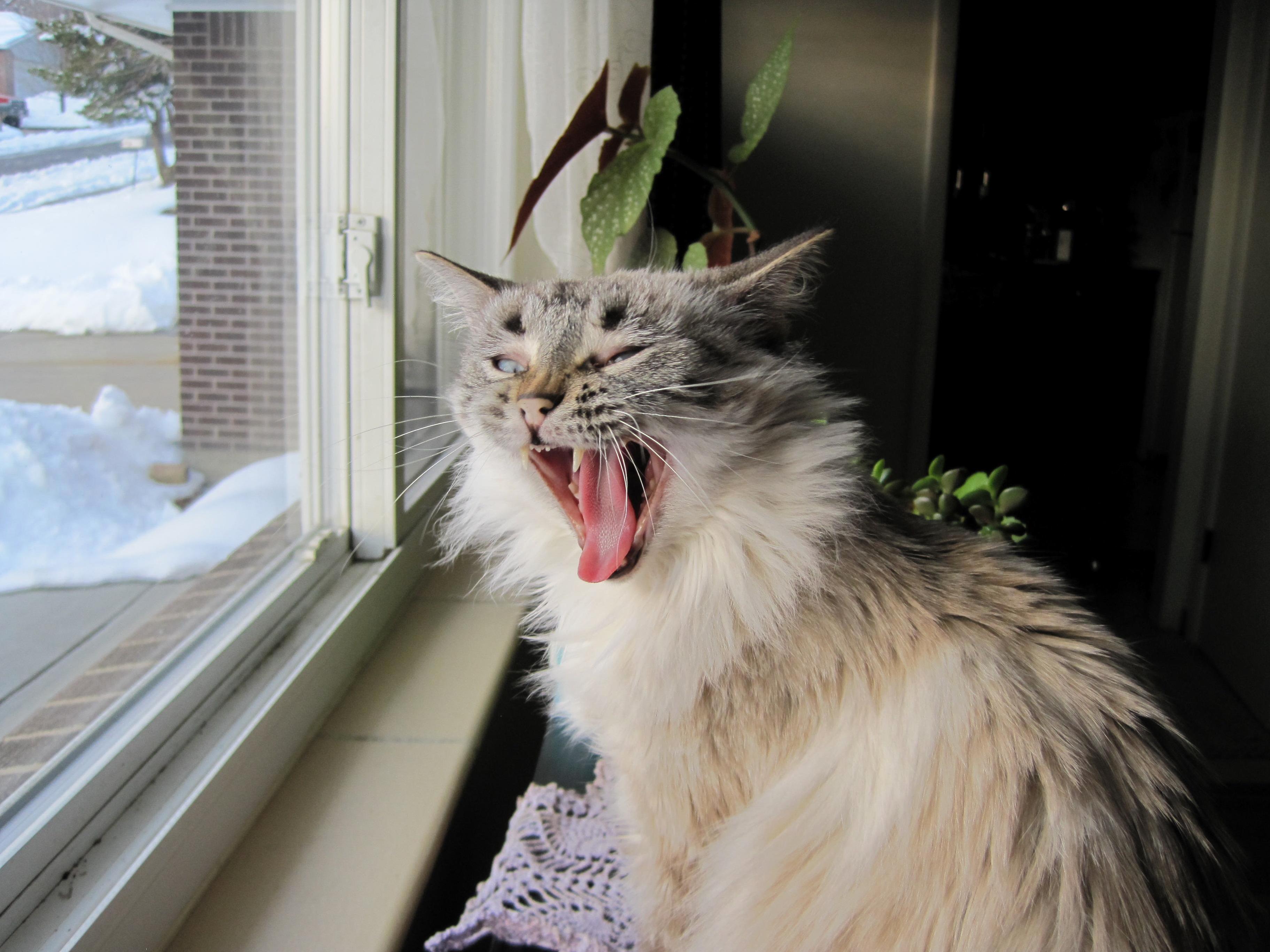 Screaming at the Birdies or Maybe Just Yawning.