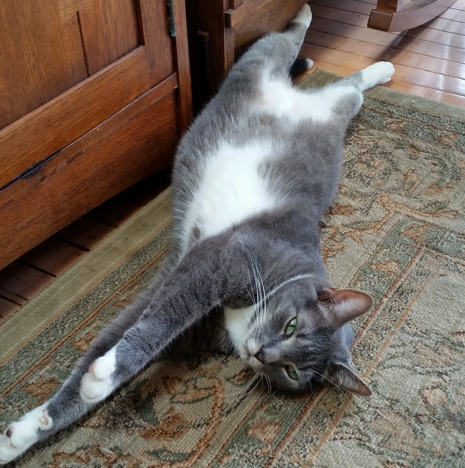 Se or Muffin Pants Does His Oblique Cruches Religiously
