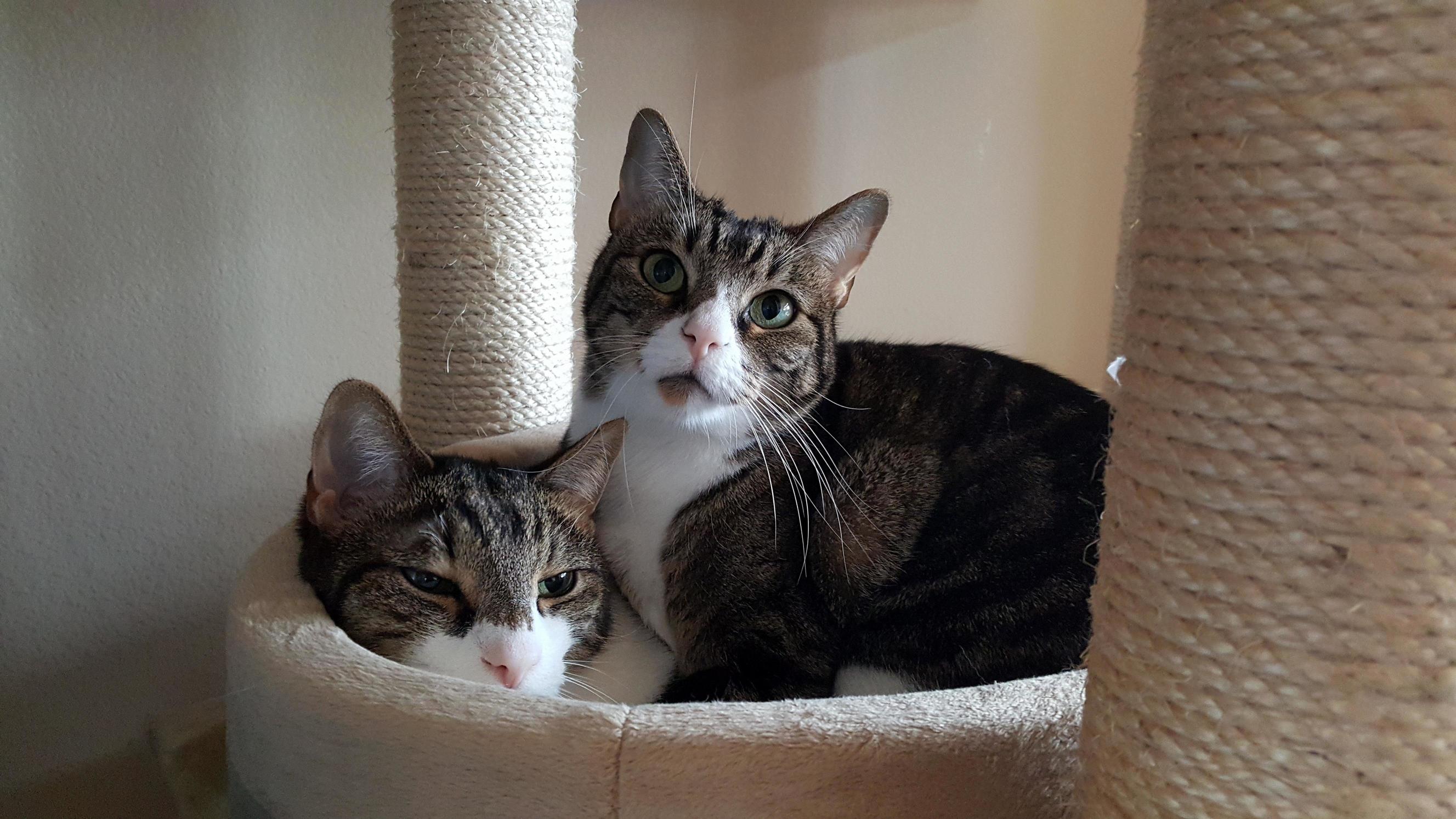 She Always Plops on Top of Him Too...