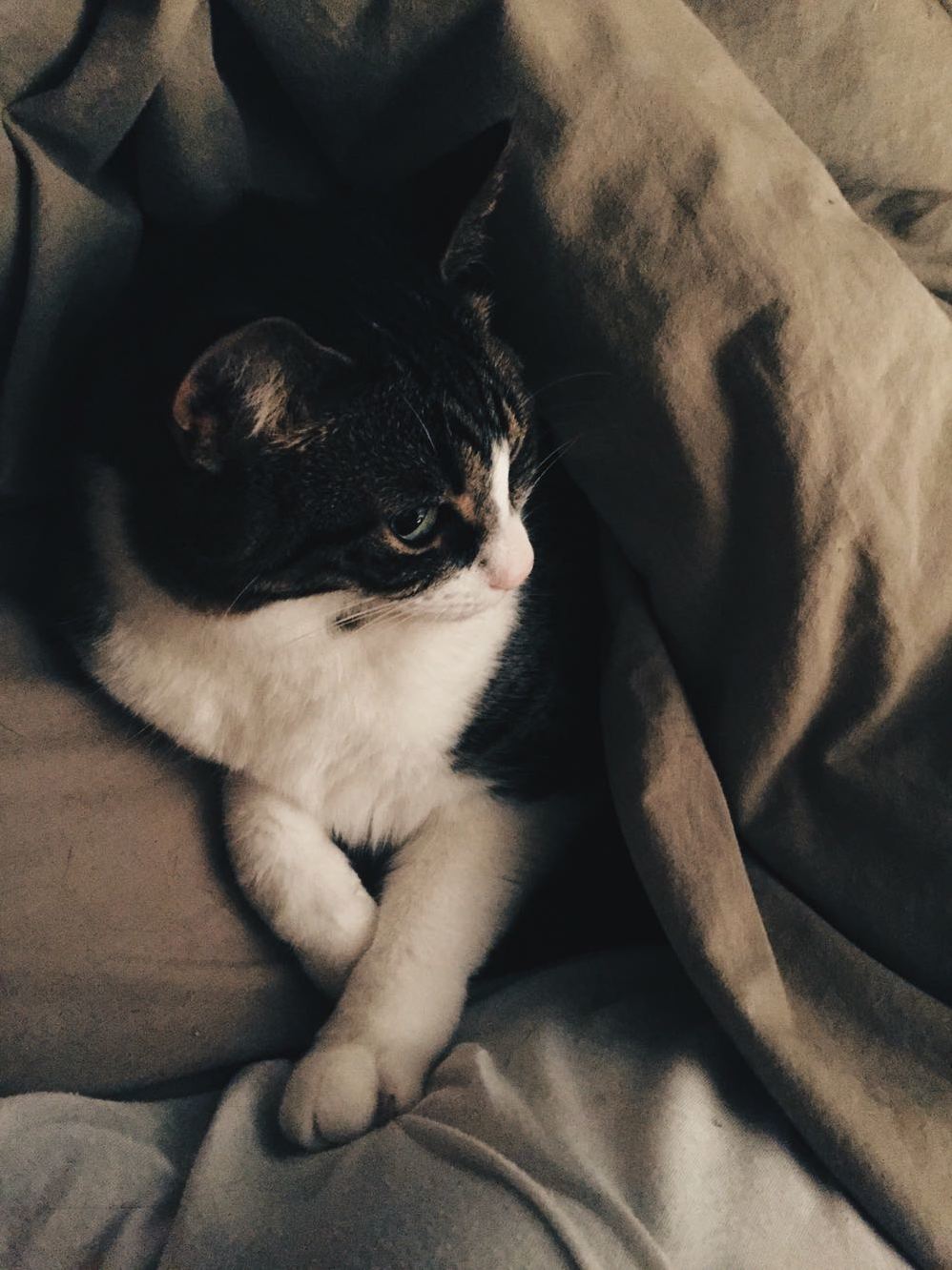 She Likes Being Tucked in Like a Human