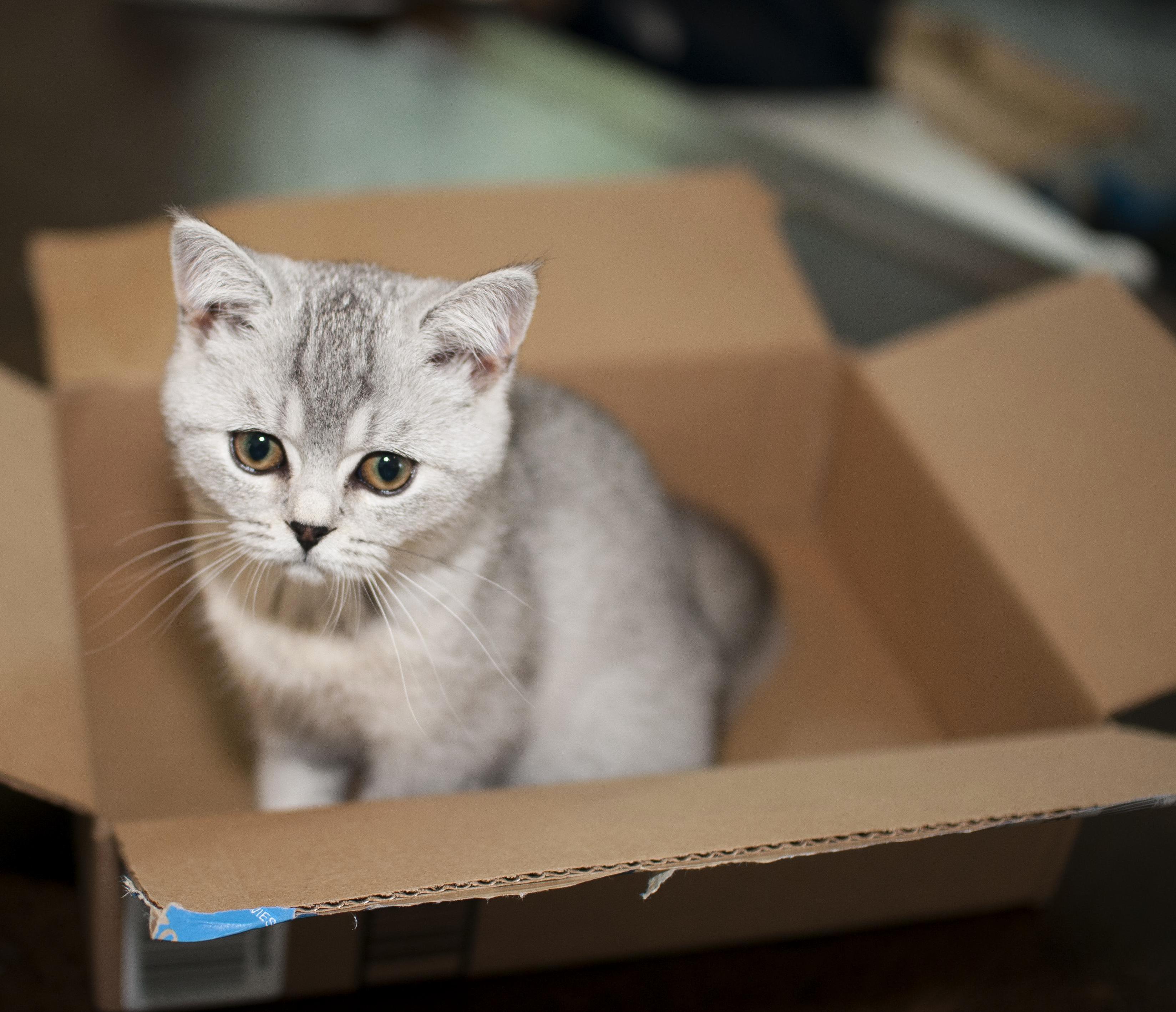 She Likes to Sit in Boxes.
