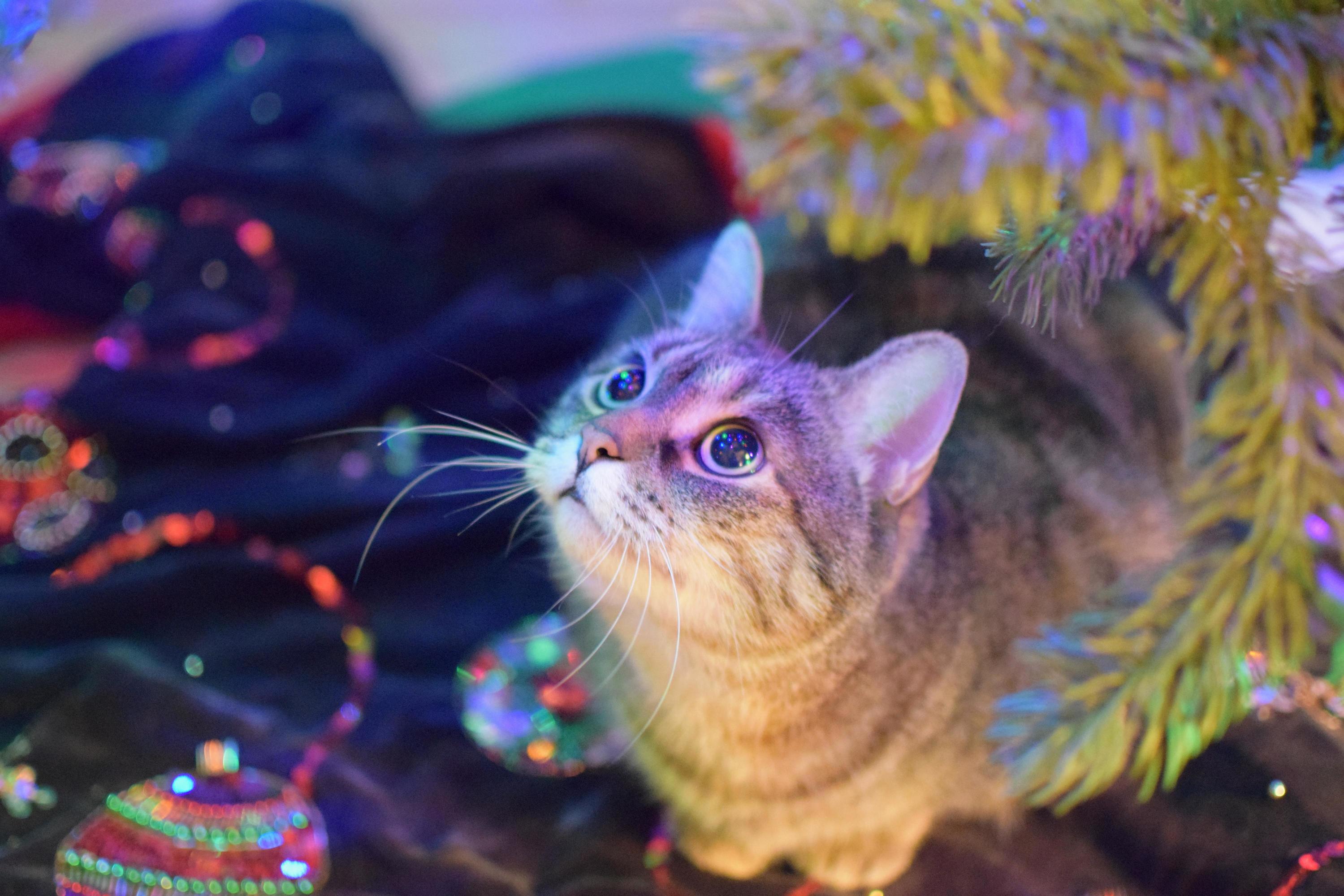 She Loves Christmas Trees