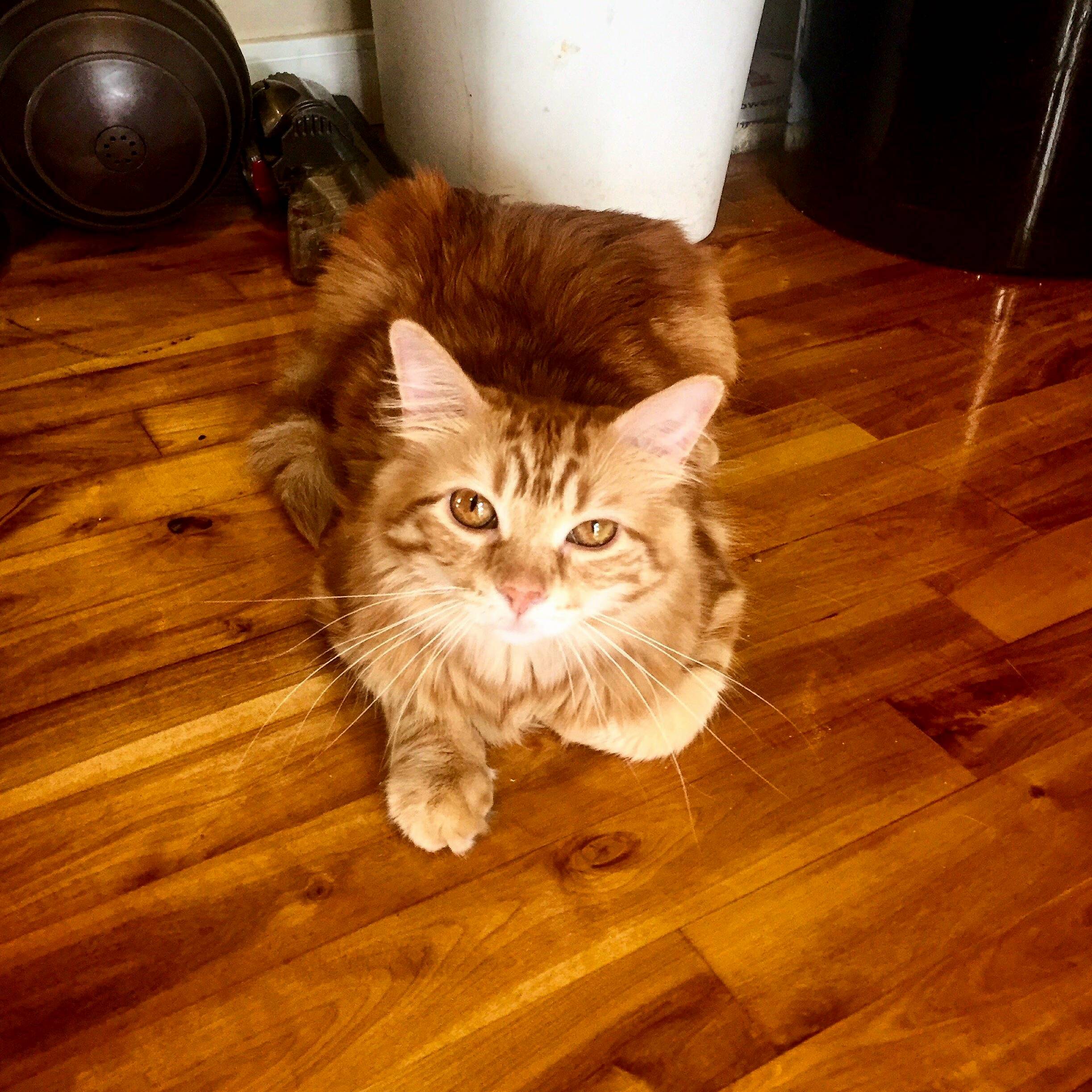 She Matches the Hardwood Floors