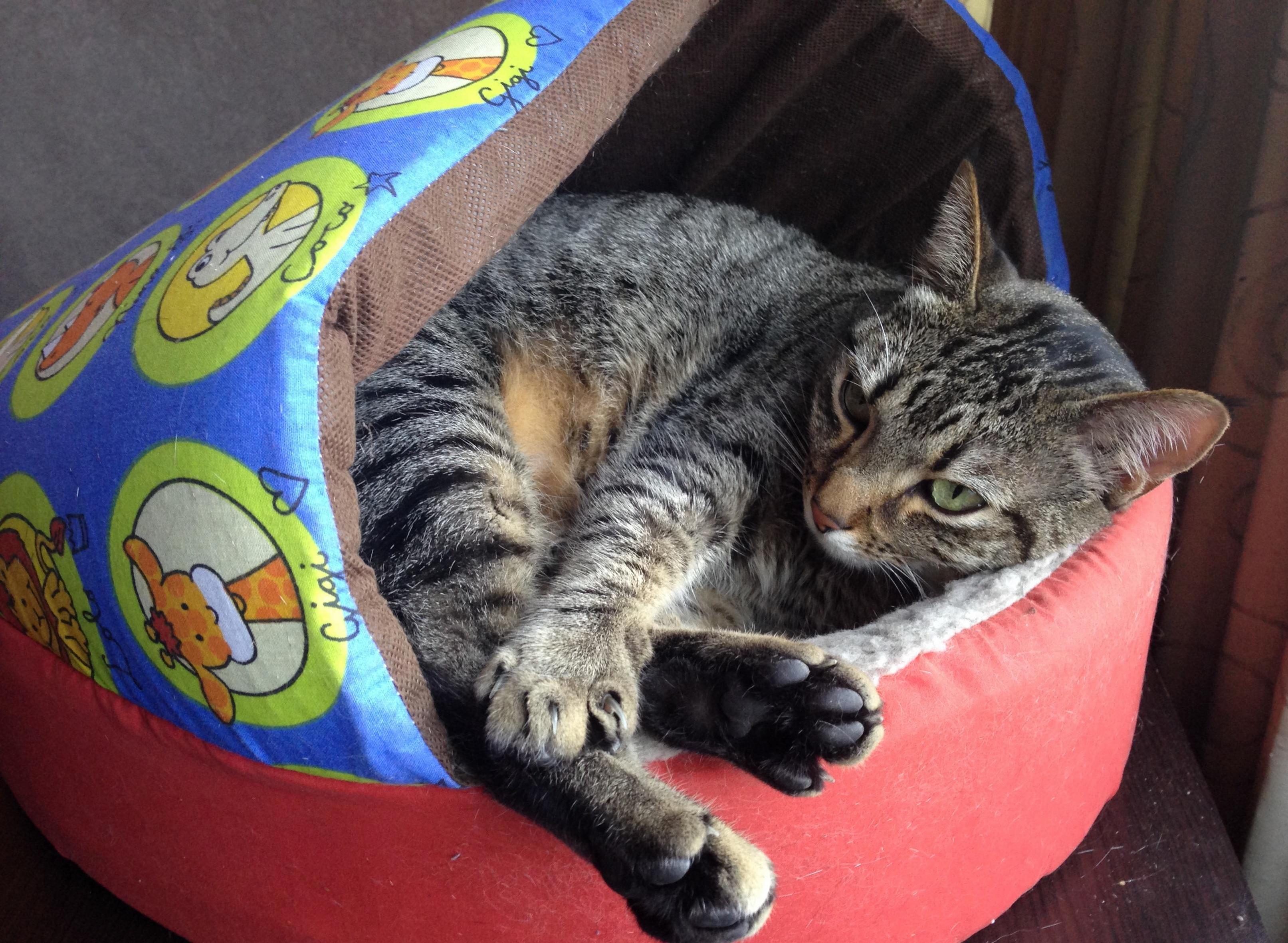 She Outgrew Her Bed Yet Still Uses It Even Though I Bought a Bigger One.
