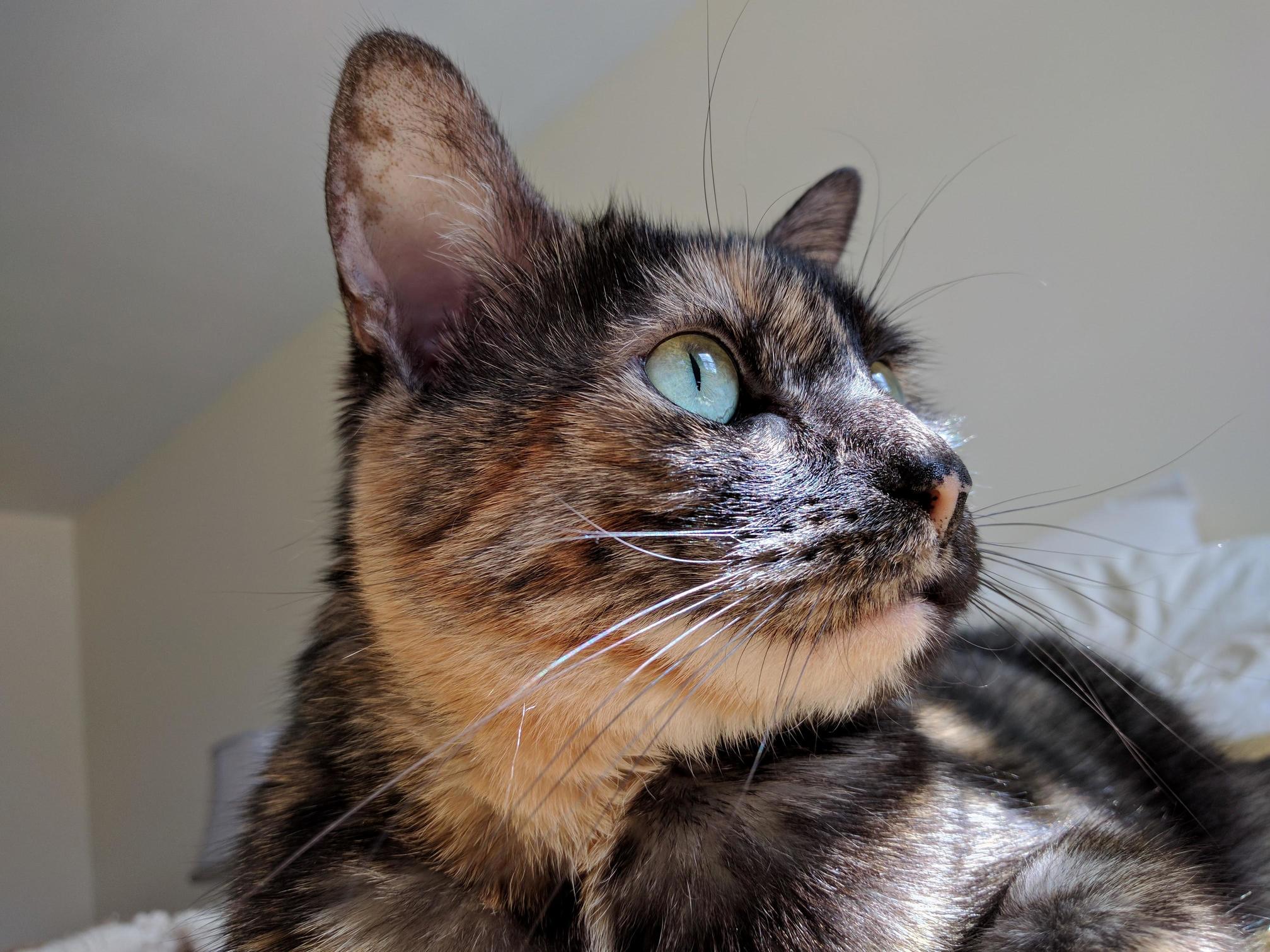 She Sees a Bird