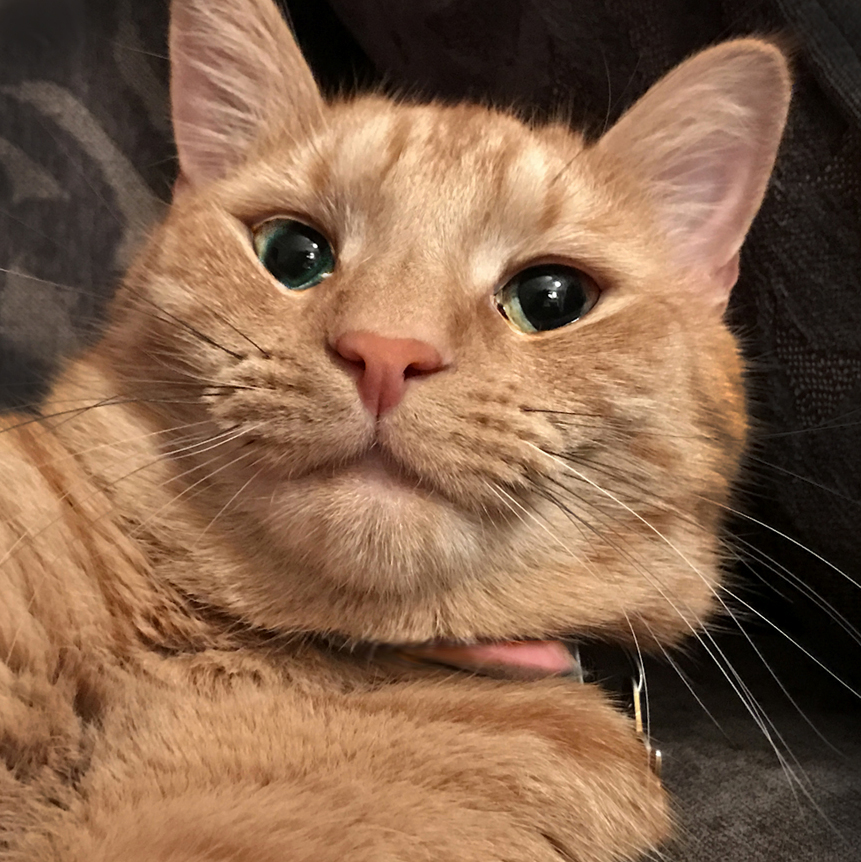 She Turns 2 Tomorrow Love This Cat