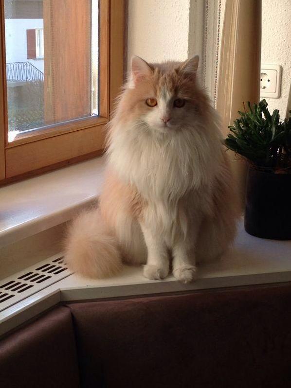 She Usually Doesnt Look Sad but She Always Looks Hairy