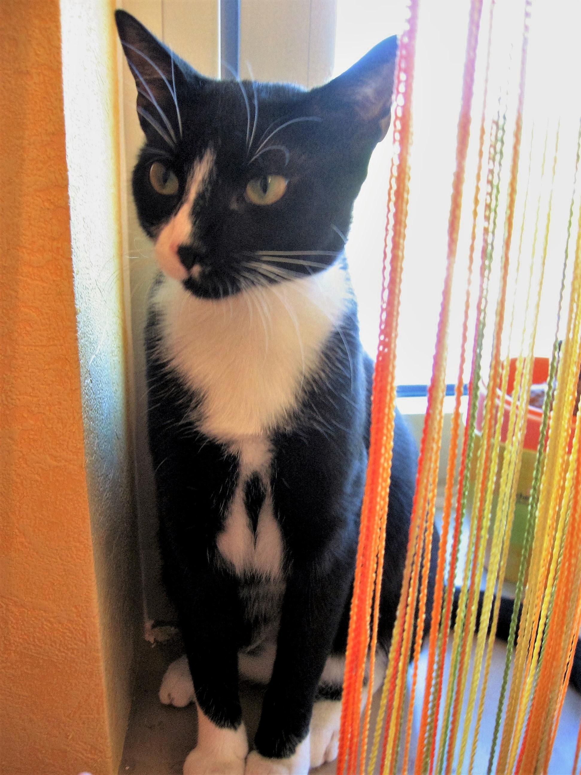 She Wears a Tuxedo and a Tie