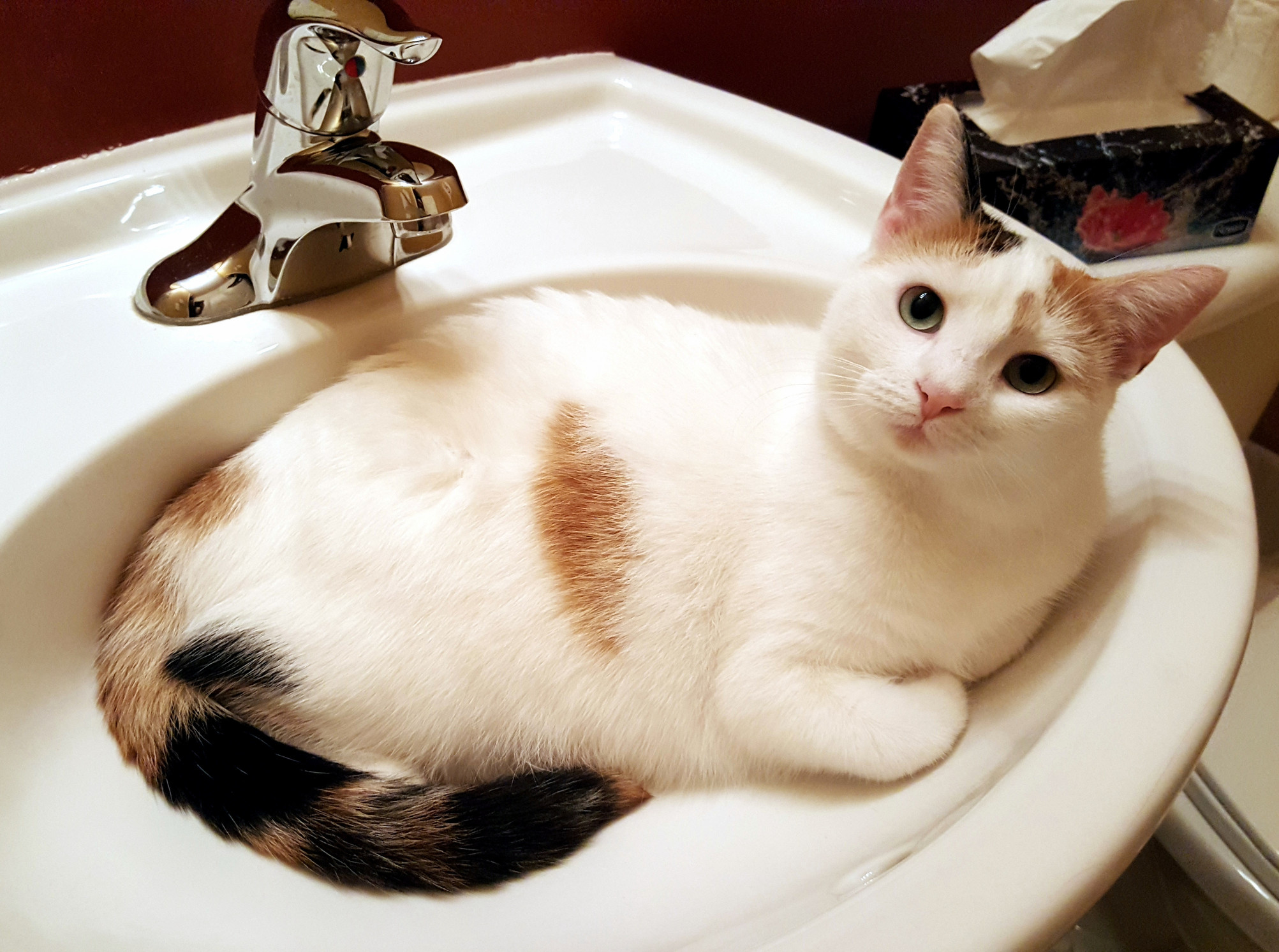 Shes a Rescue So Some of Her Resting Spots Are Unconventional