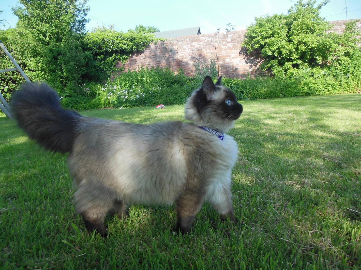 Shes Just So Damn Fluffy