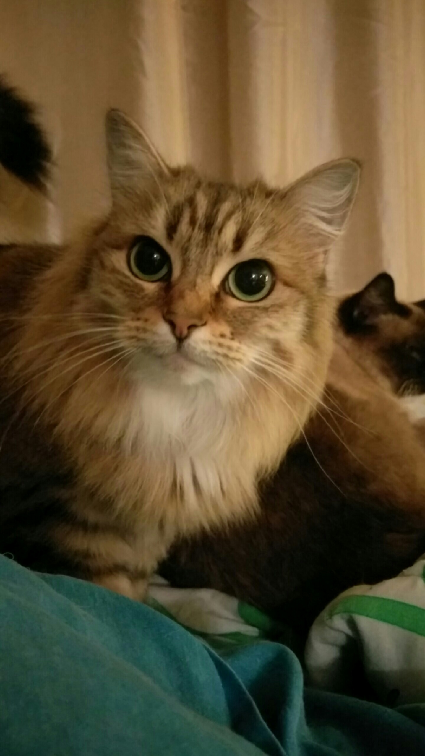 Shes So Soft but She Doesnt Like to Be Touched.