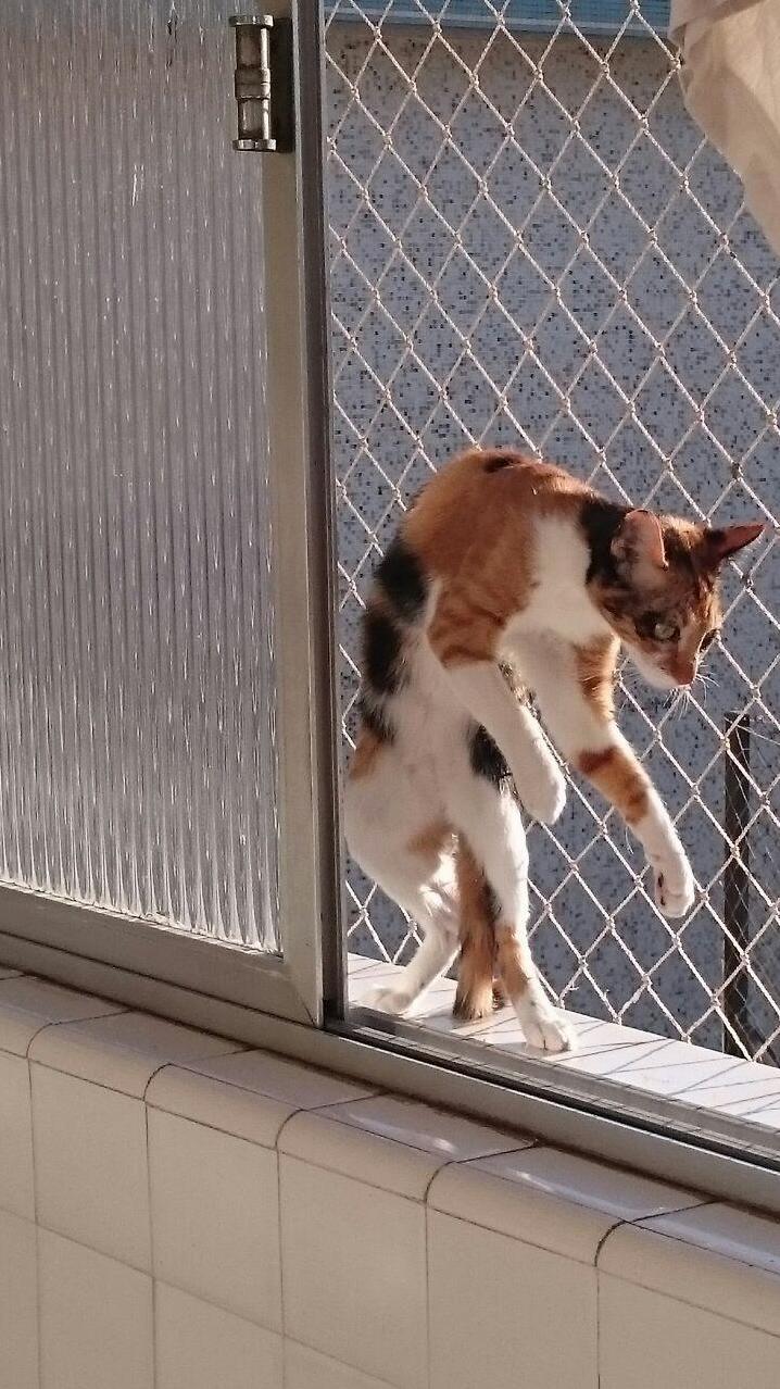 Shes Trying Hard to Learn Single Ladies