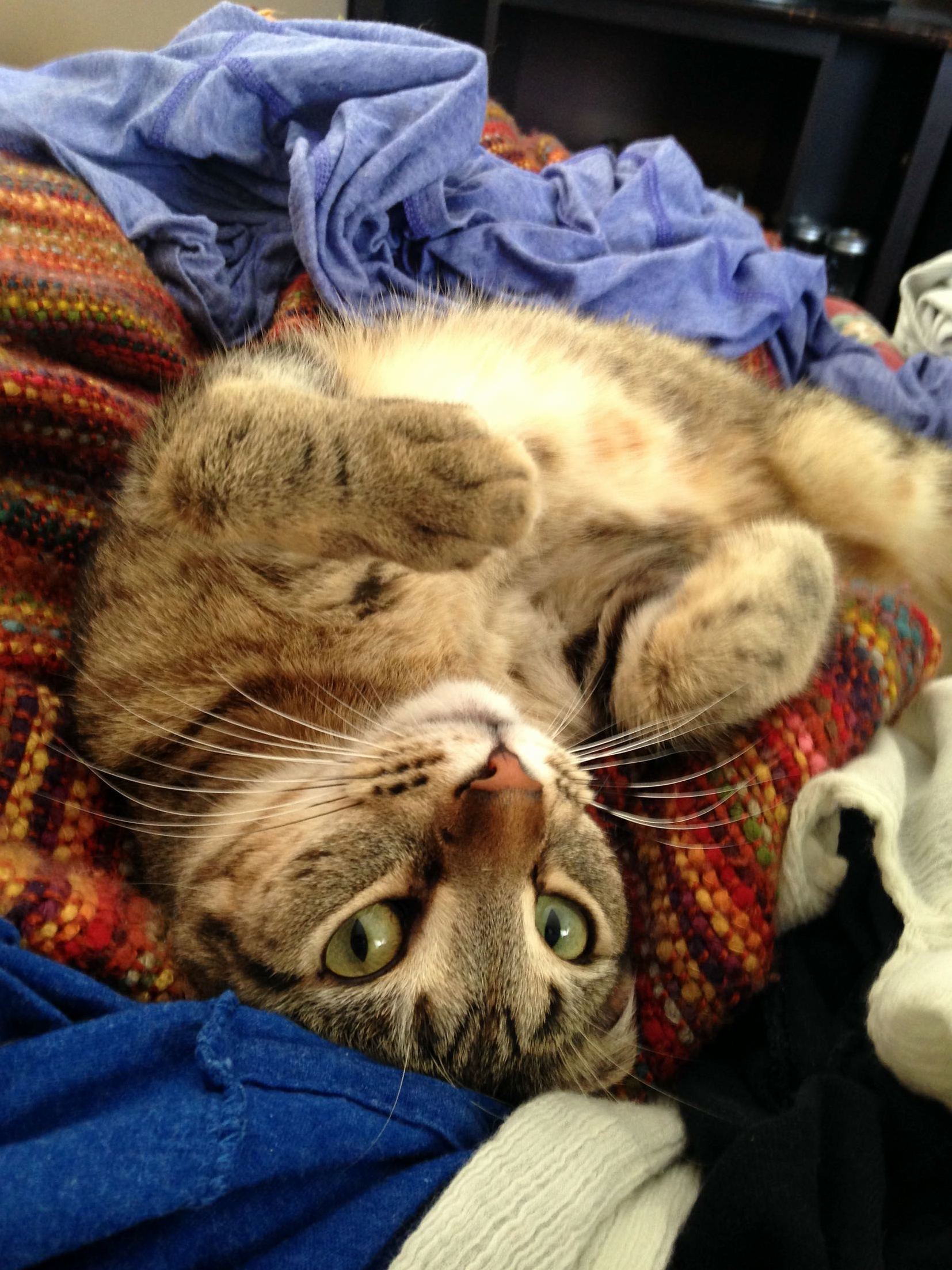 Shortly After Waking Us Up by Destroying the Living Room ...