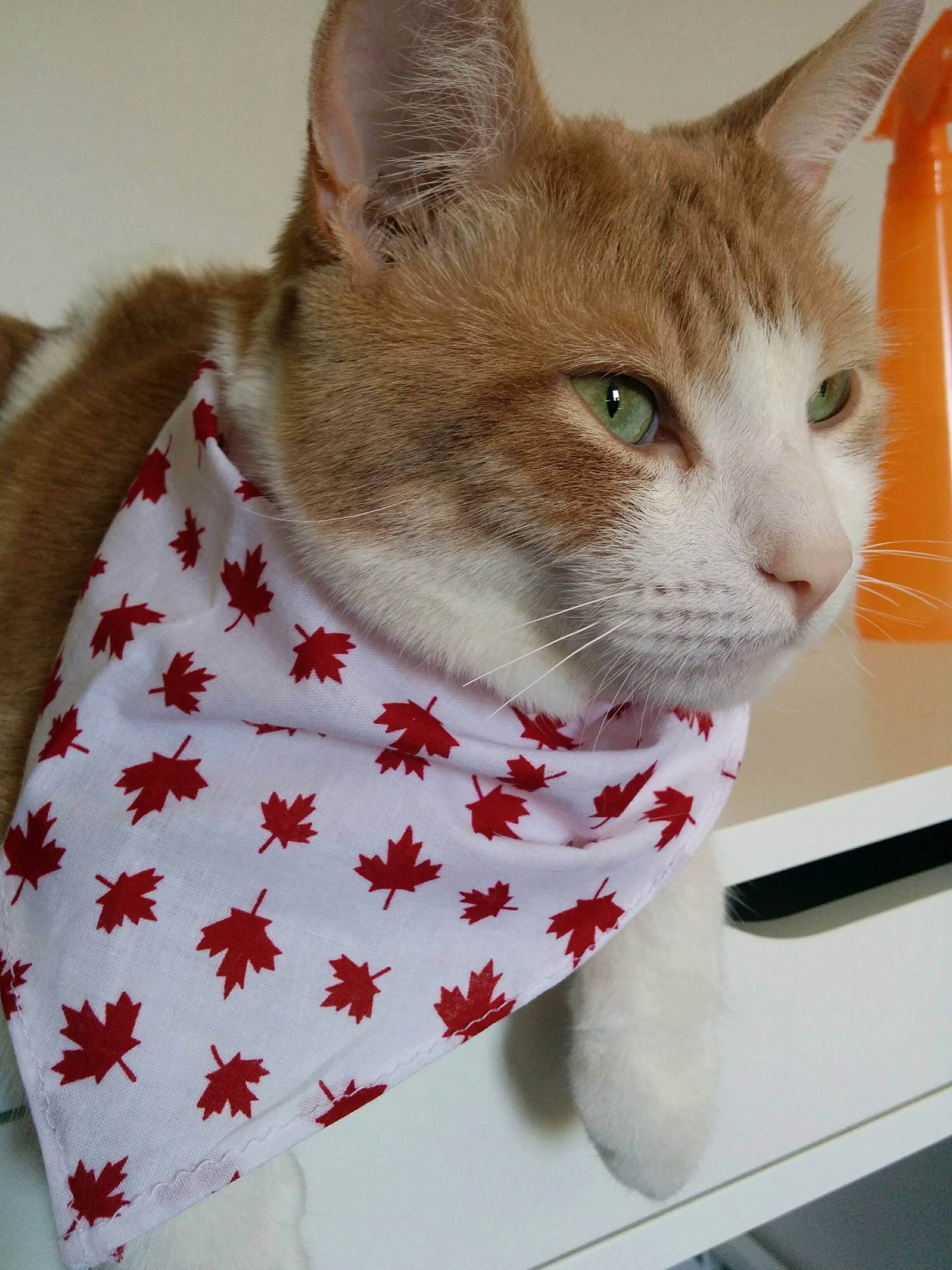 Showing Some Pride