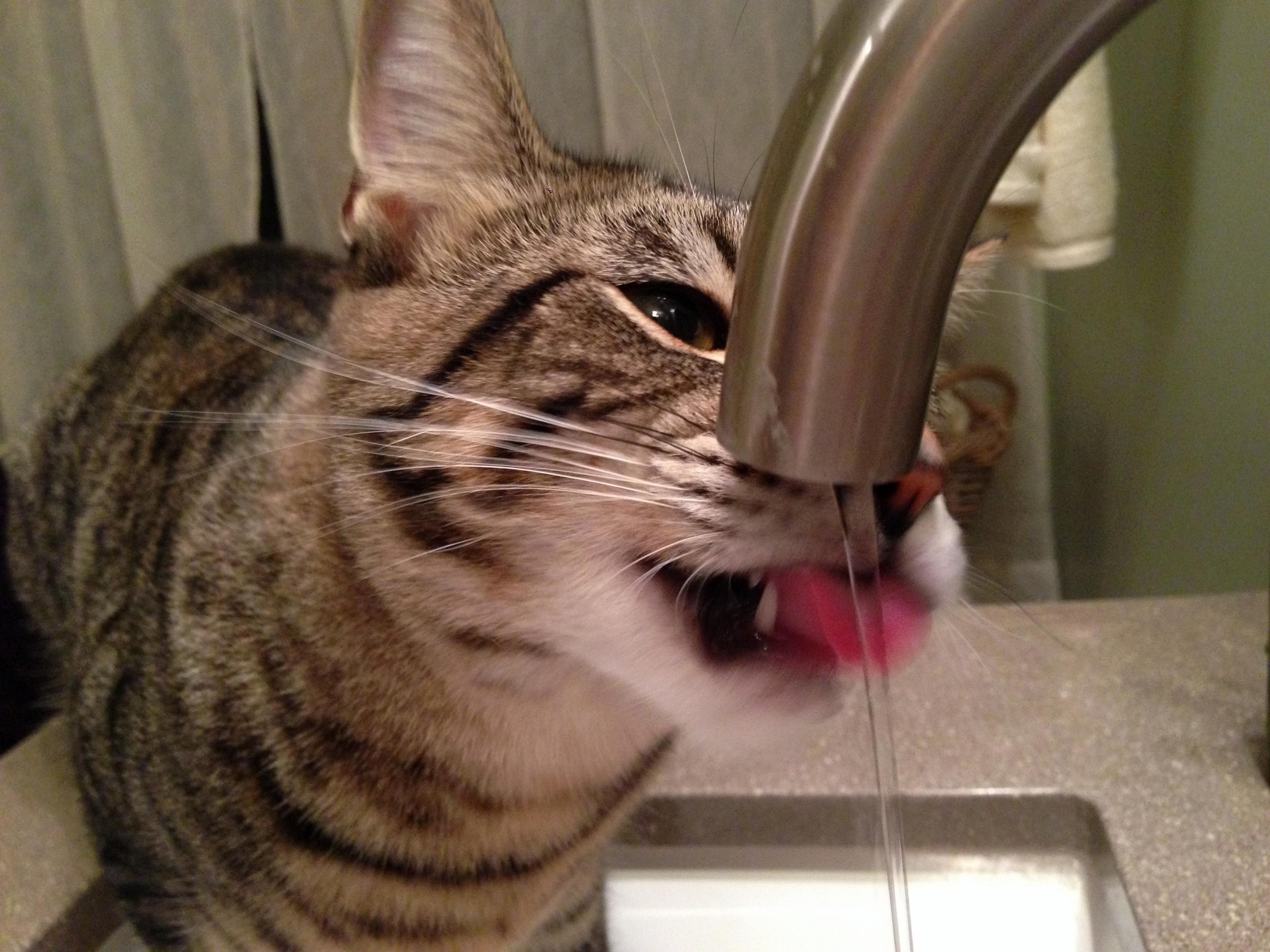 Sink Drinking Cat.