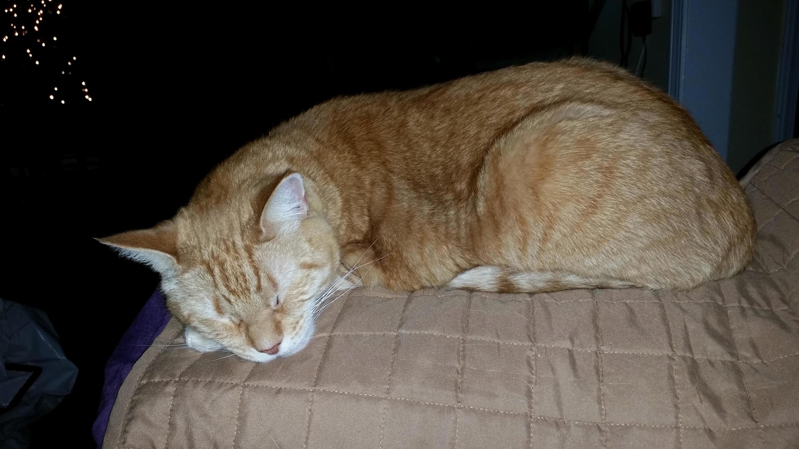 Sir Apollo Chatterboxs Opinion of Todays Cold Damp Weather.