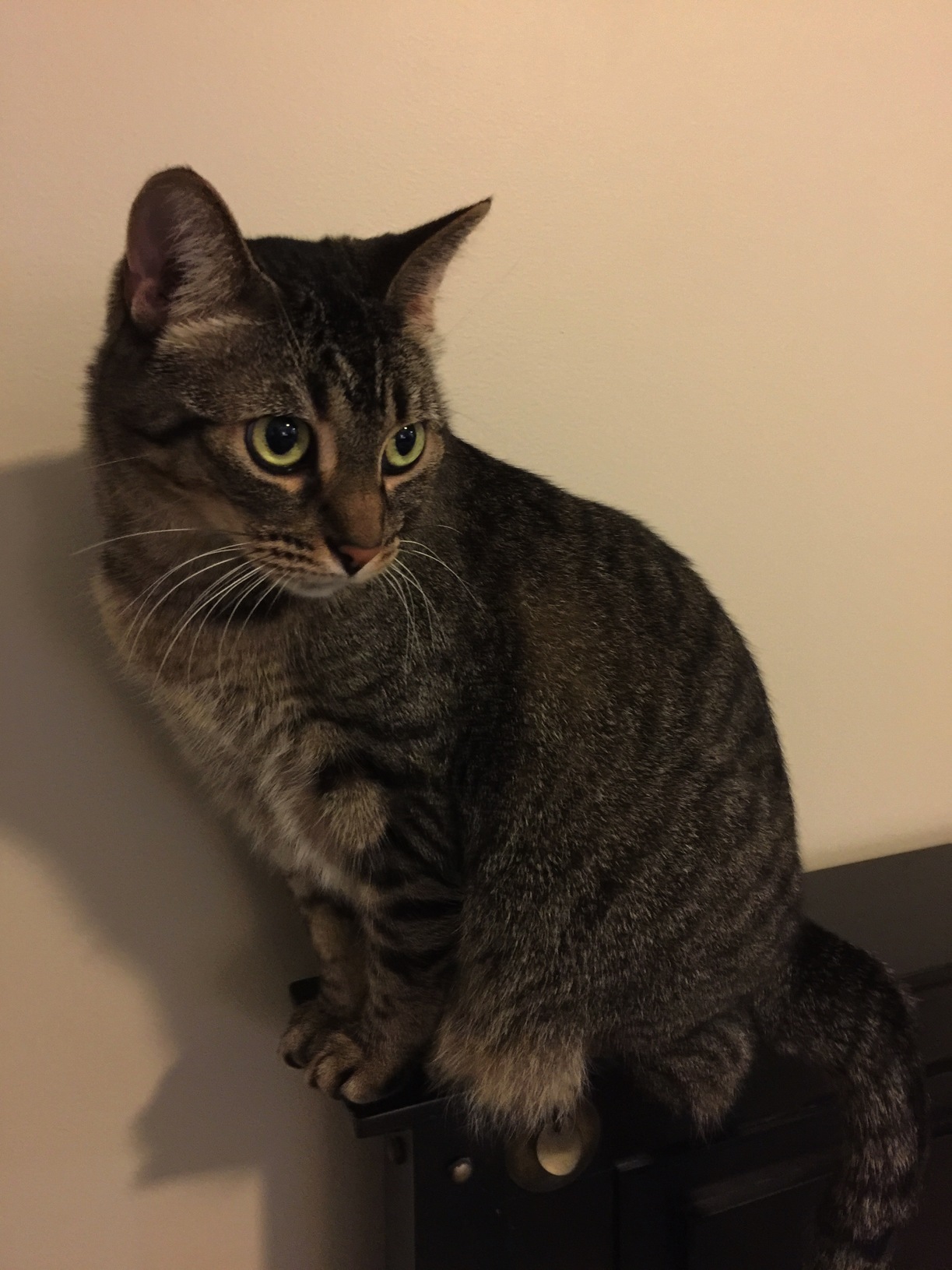 Sisters Cat Striking a Pose