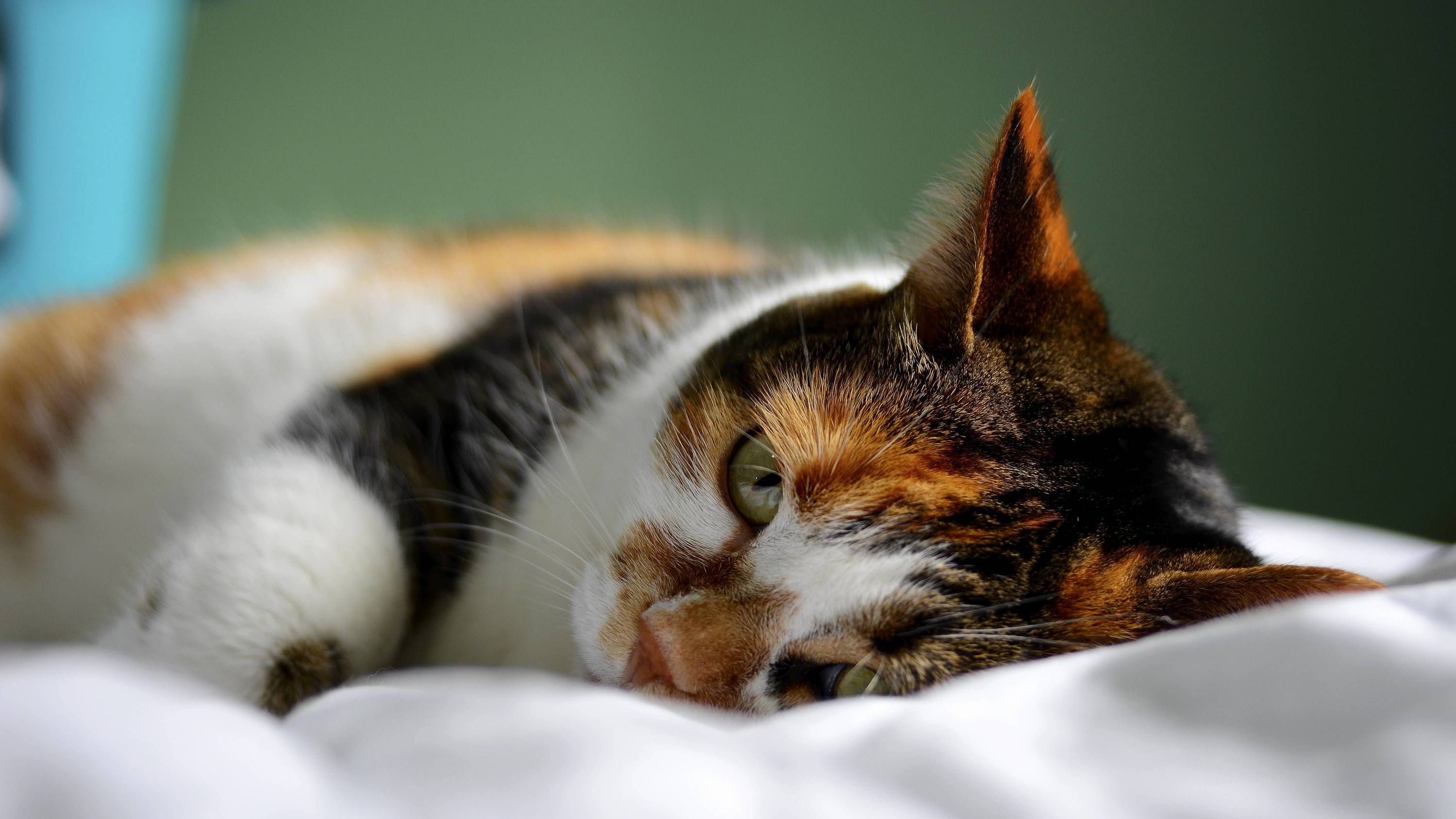 Sleepy Calico