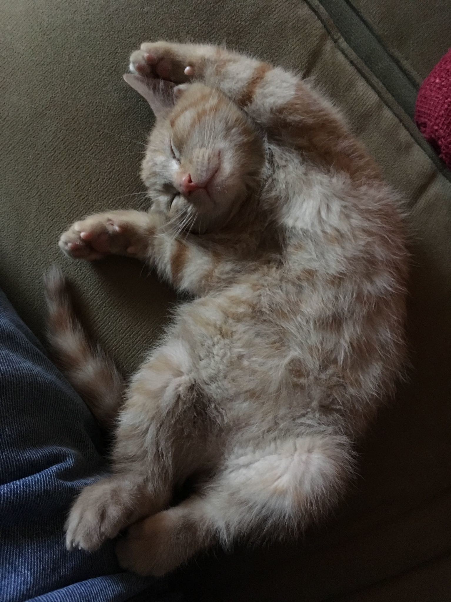 Sleepy Kitten
