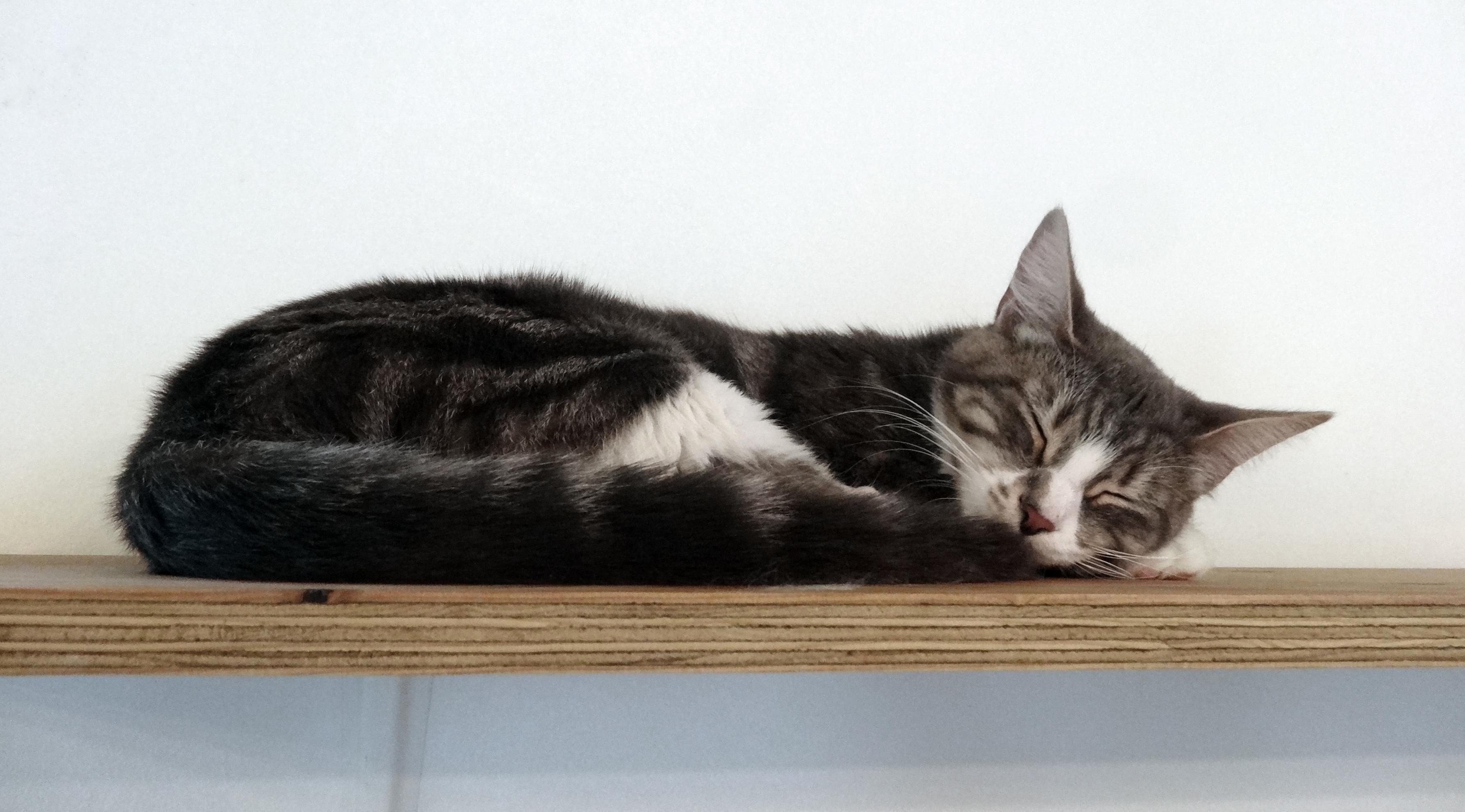 Sleepy Saturday