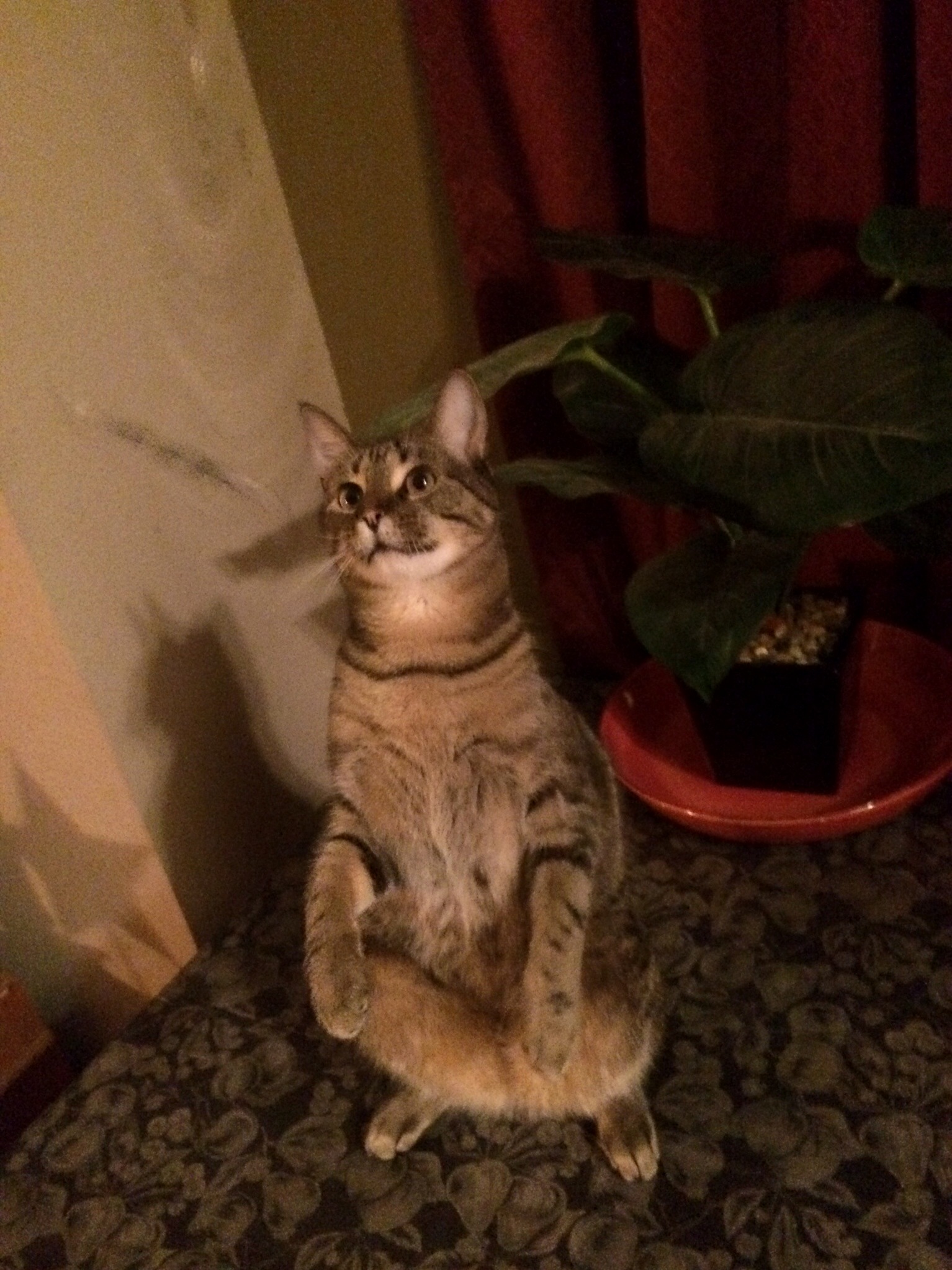 Slinky Pinkman Sees a Something Shiny