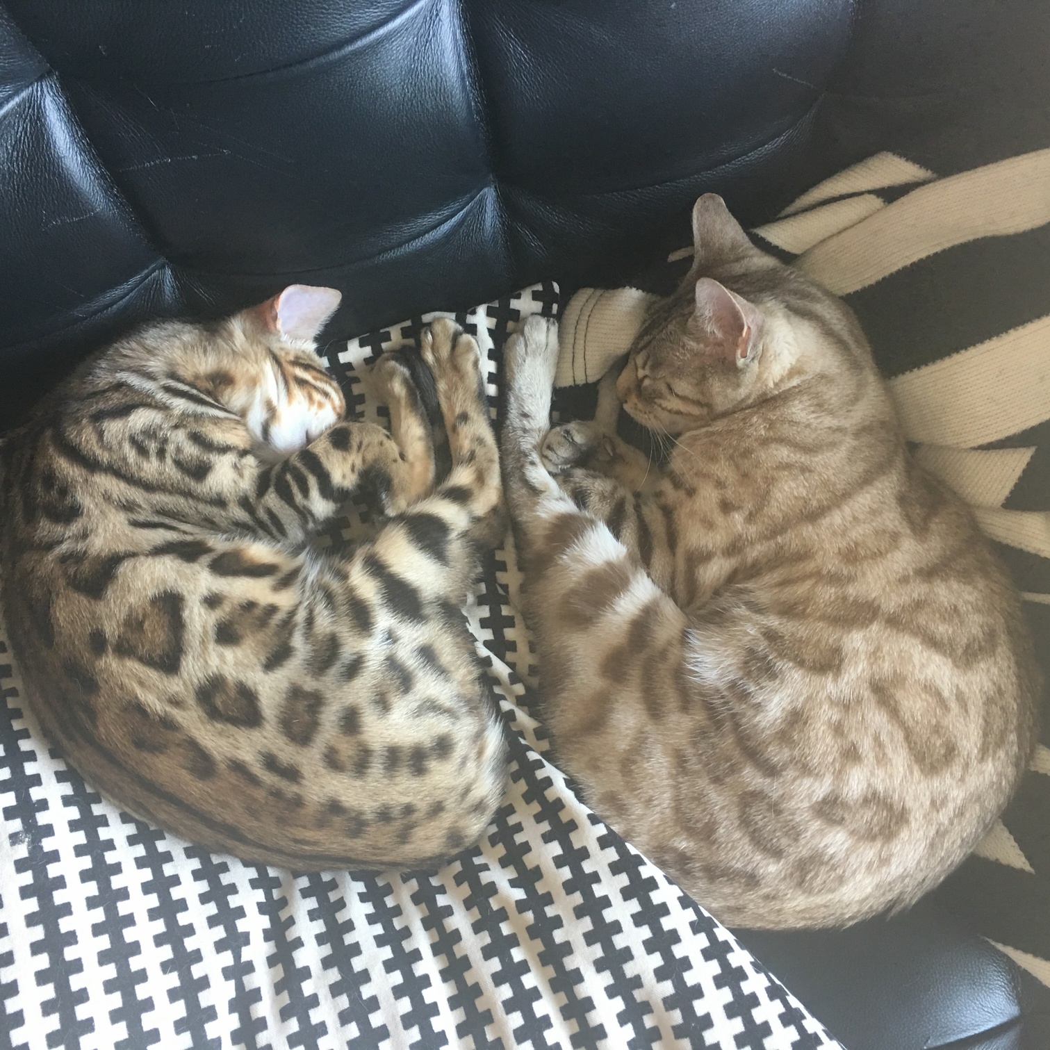 Slowly Becoming the Best of Friends