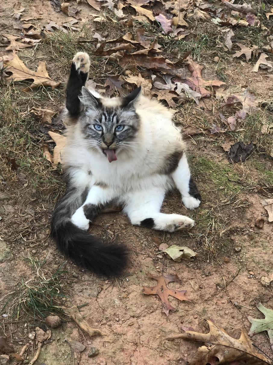 So Majestic