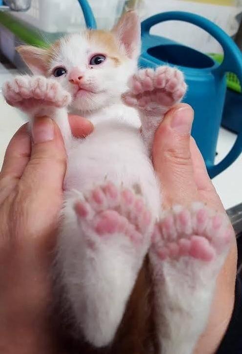 So Many Beans