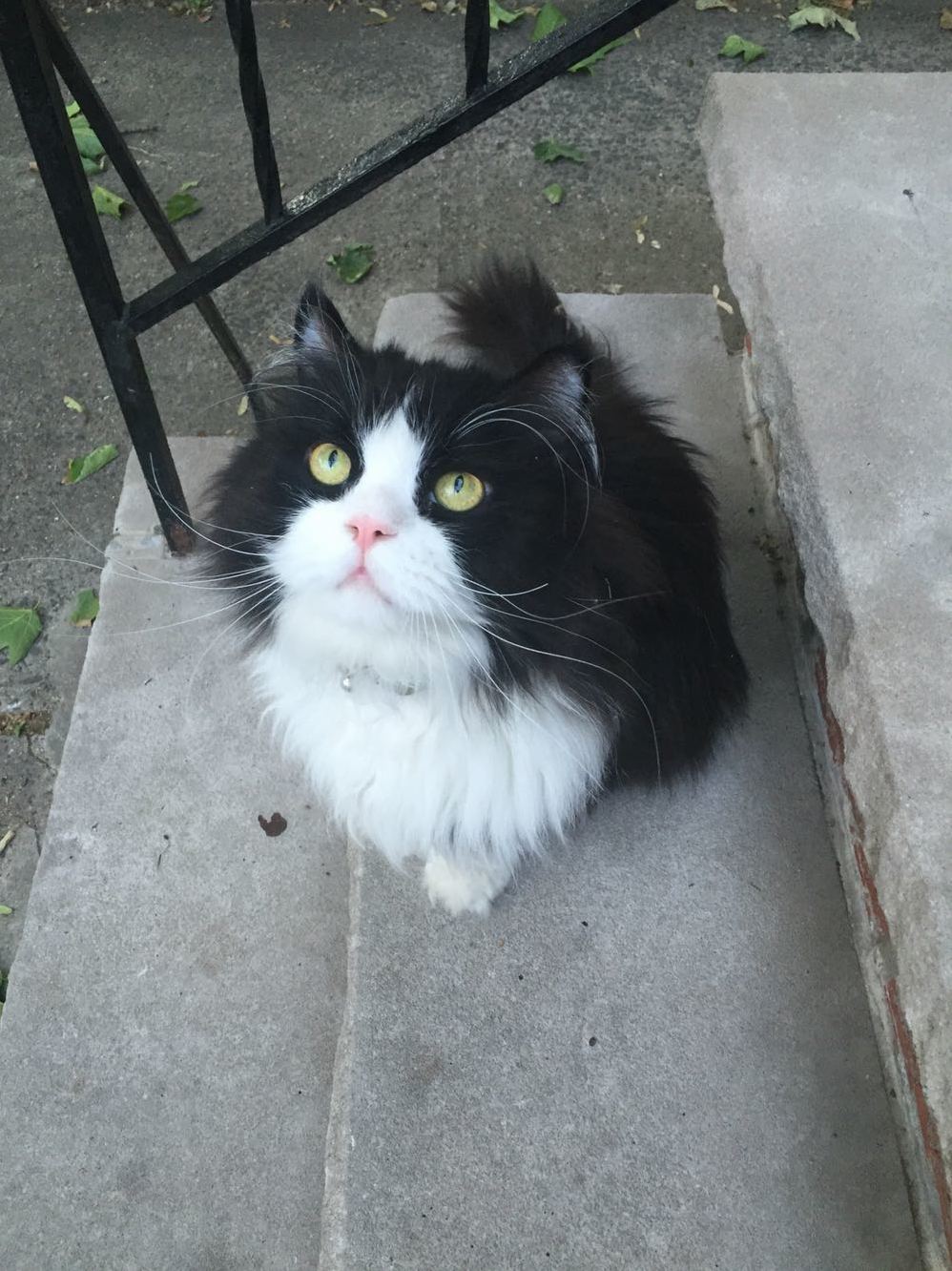 So Stoop Cat Minkus Left His Stoop This Evening and Is Currently Lounging on My Porch