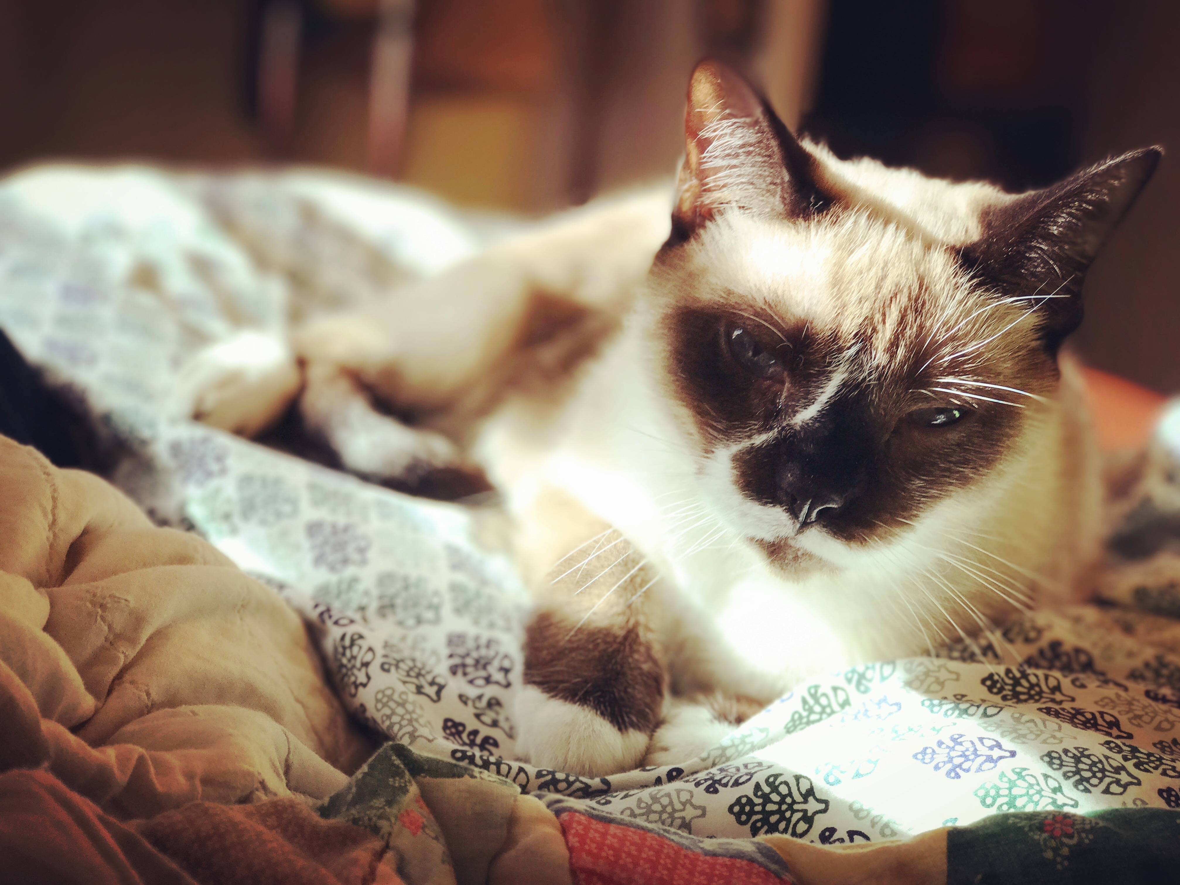 Soaking Up the Sun with My Snowshoe
