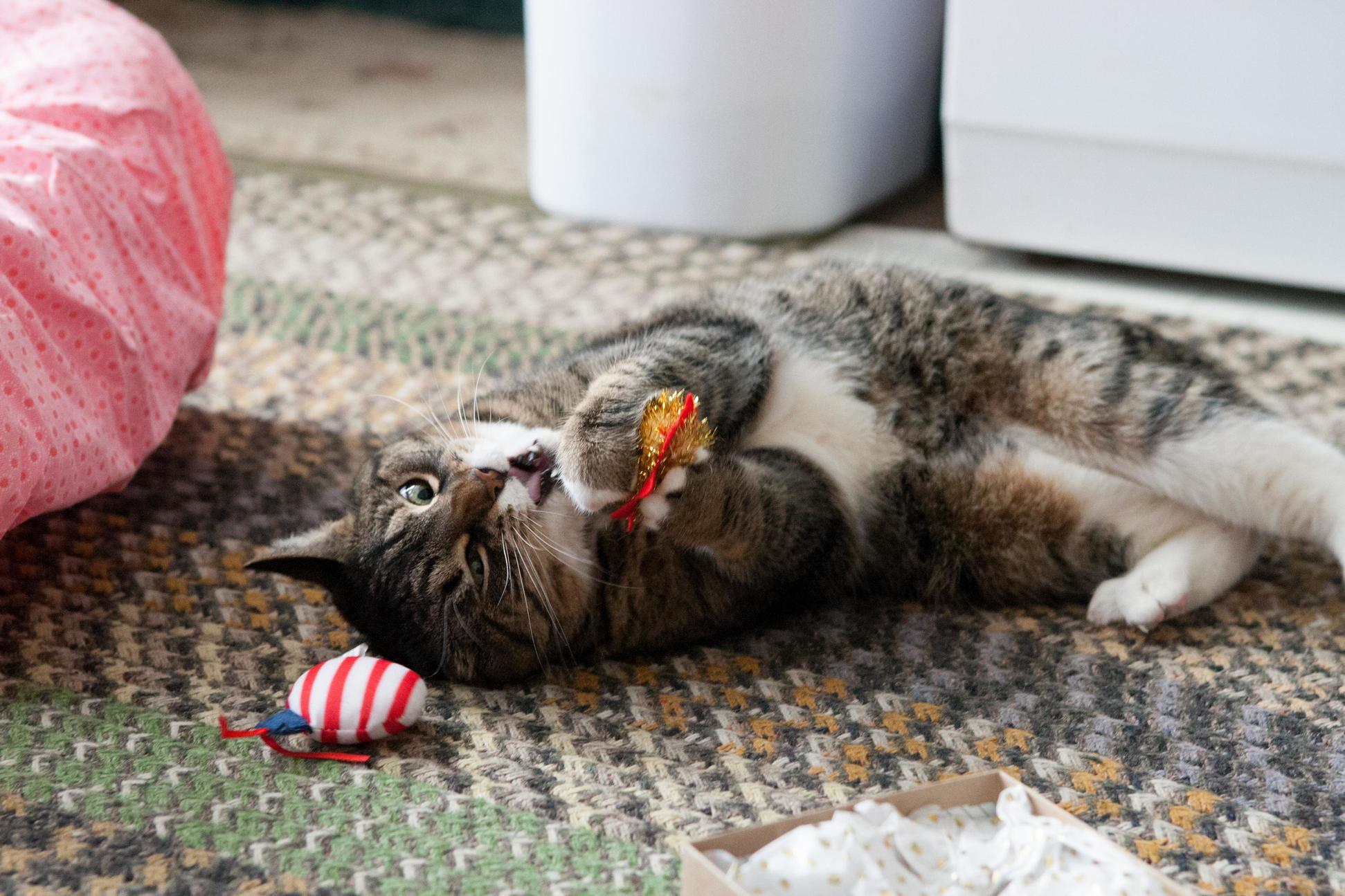 Somebody Got New Toys for Christmas