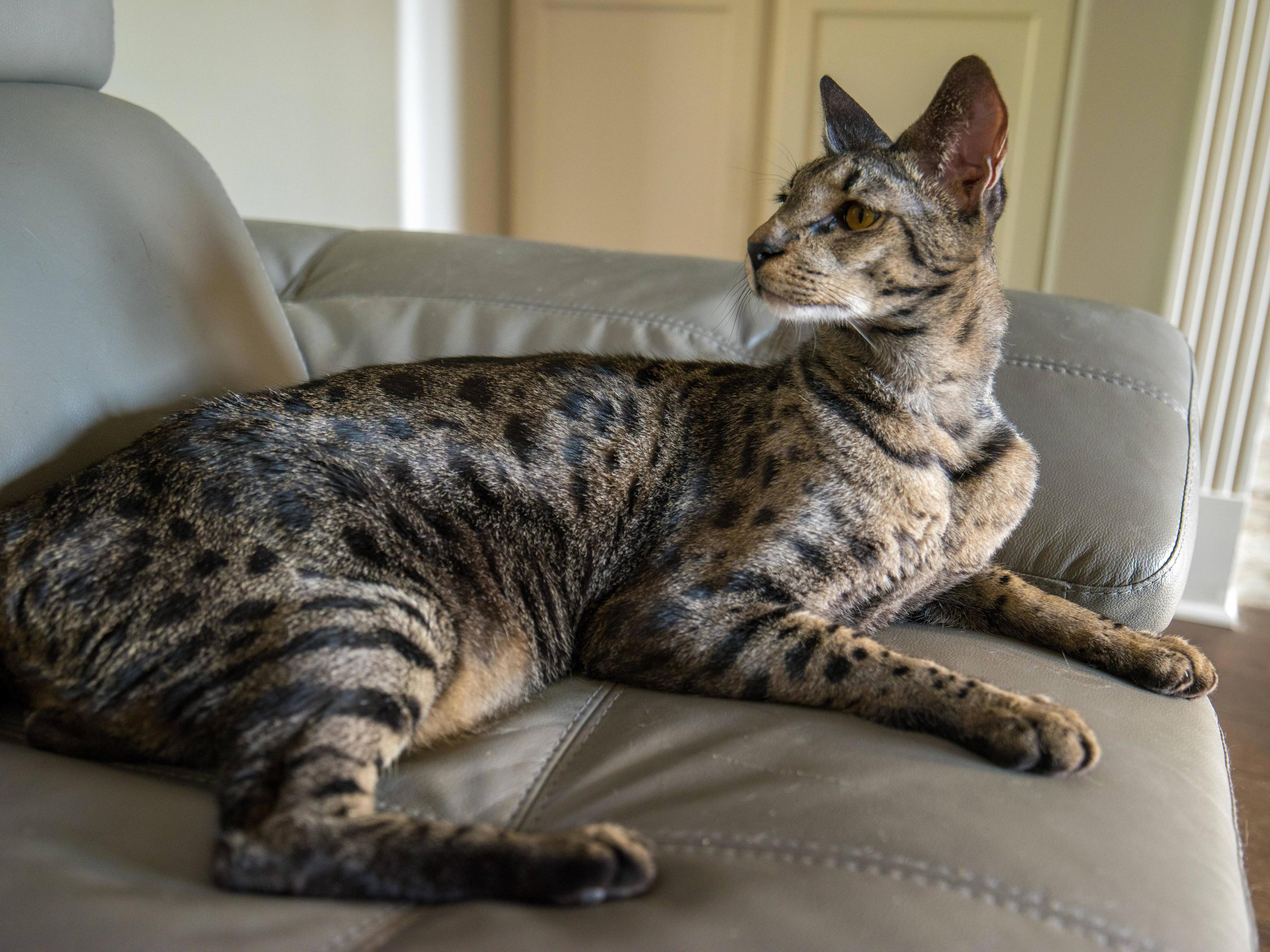Somebody Is Posing for the Camera.
