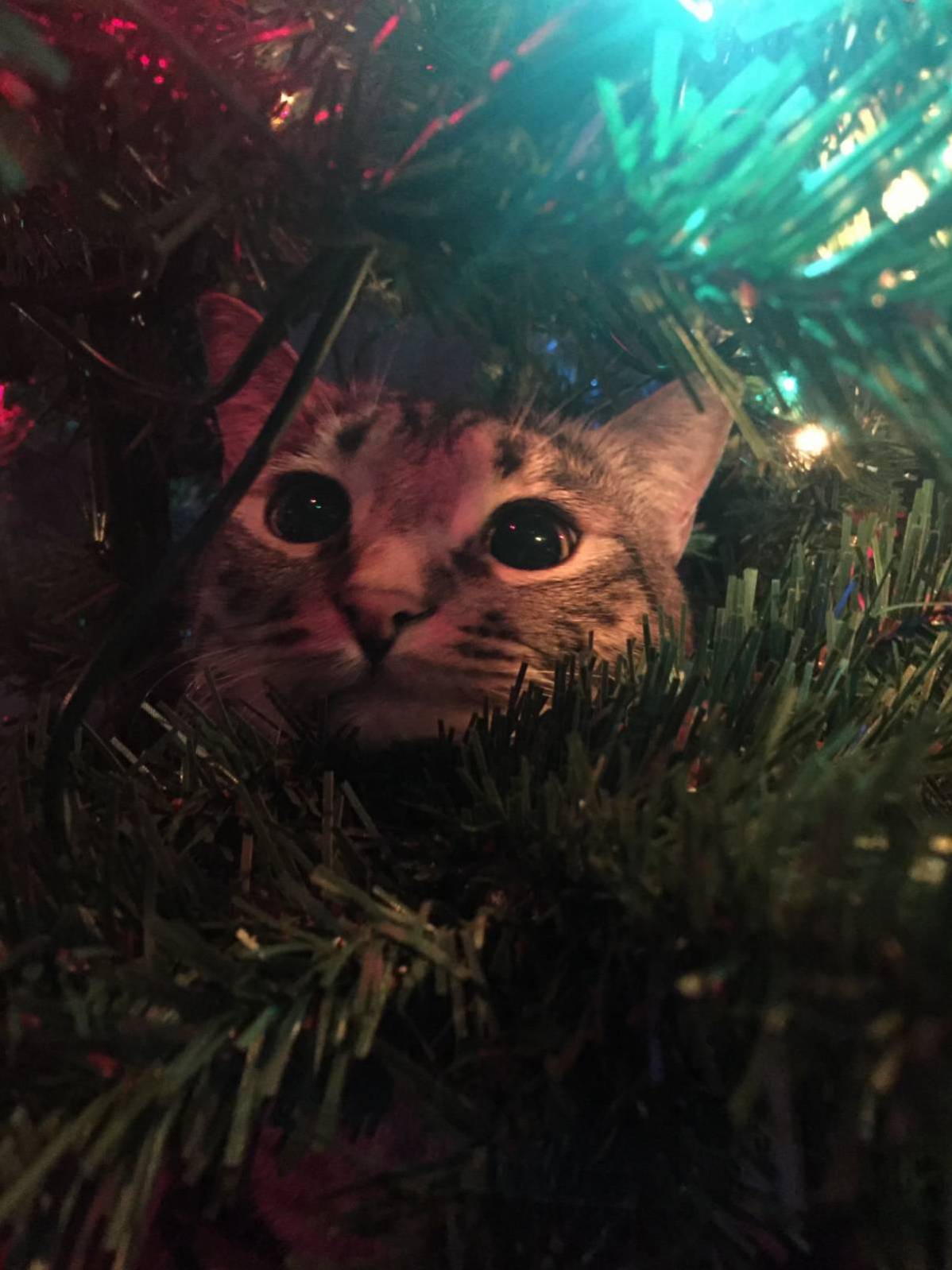 Someone Is Excited for the Holidays