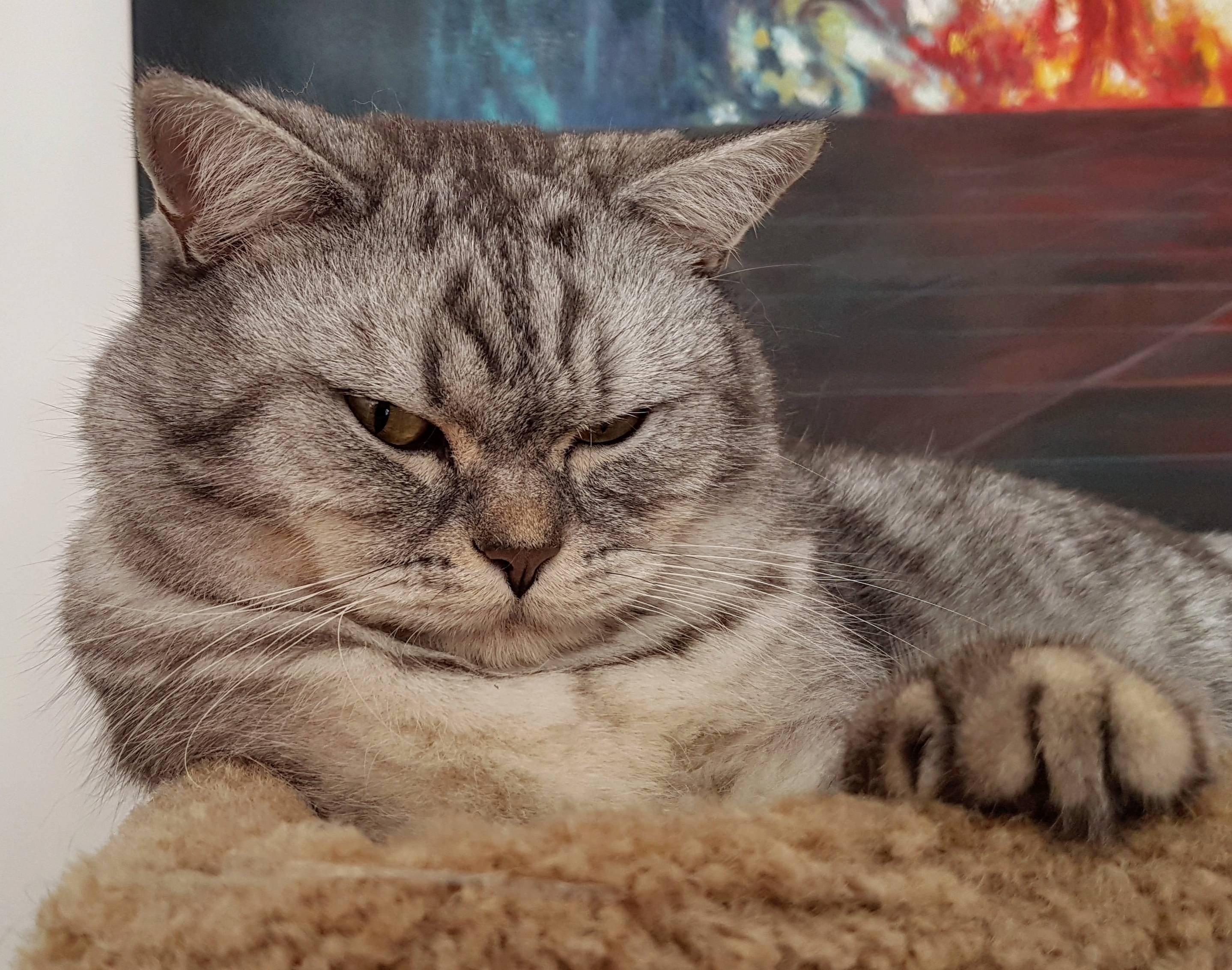 Someones Not Happy About Their Diet