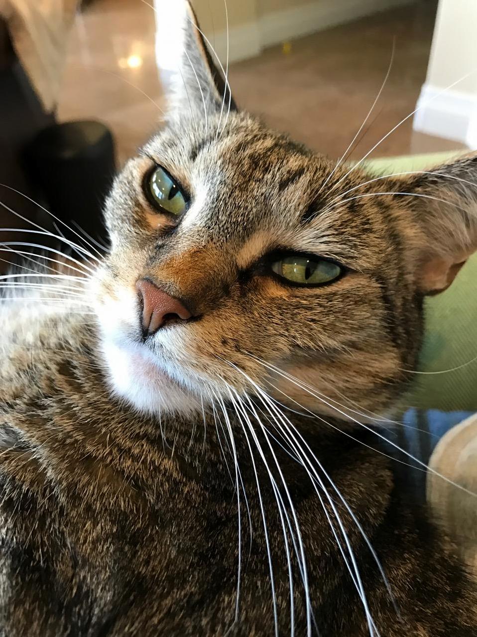 Sometimes I Get in Trouble for Taking Pictures Instead of Petting.