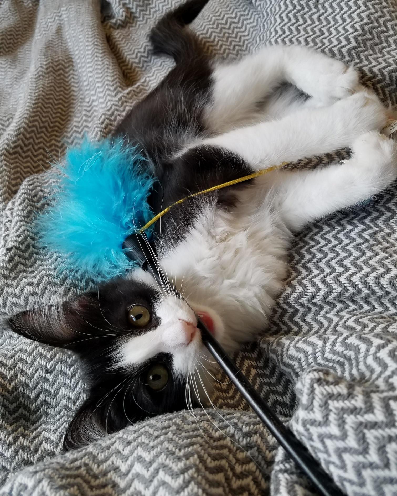 Sometimes She Wants the Toy All to Herself